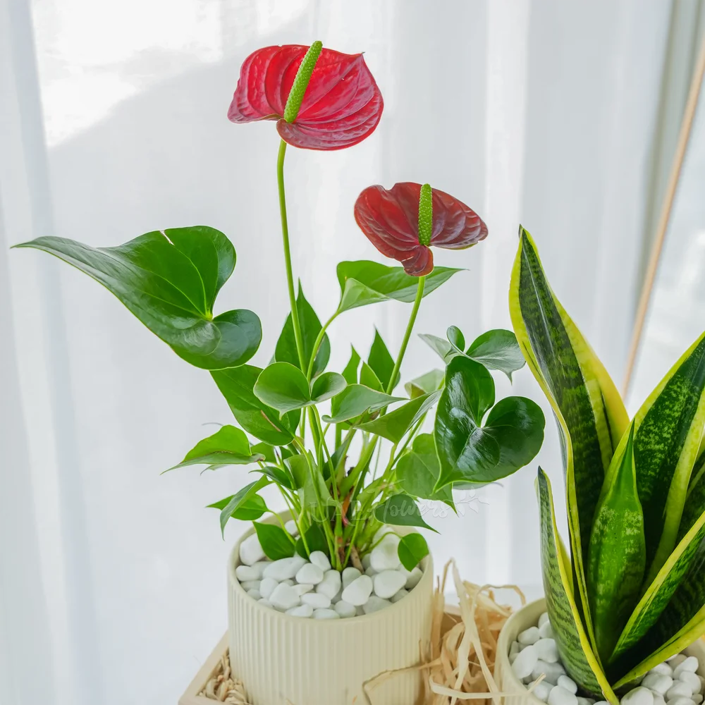 Little Garden Hamper