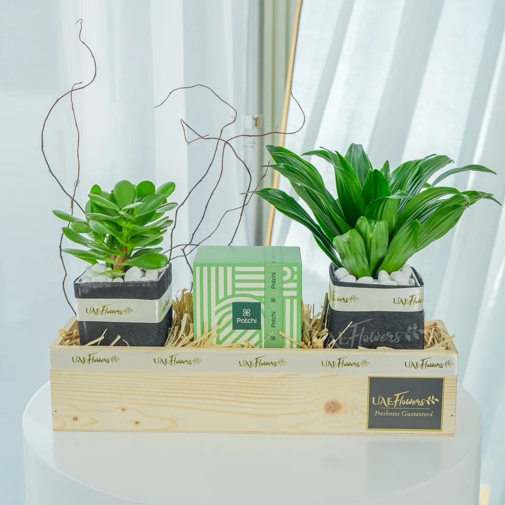 Patchi & Plants Hamper