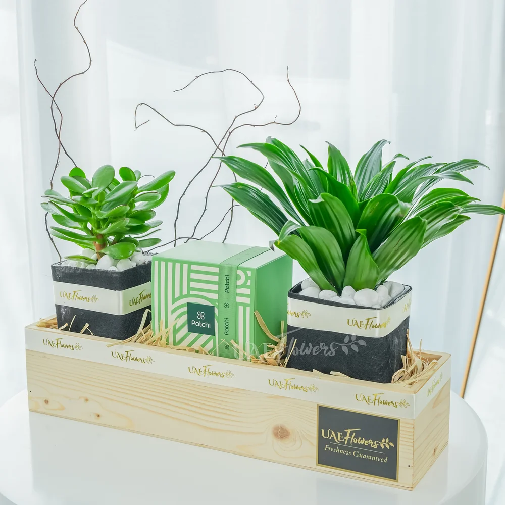 Patchi & Plants Hamper