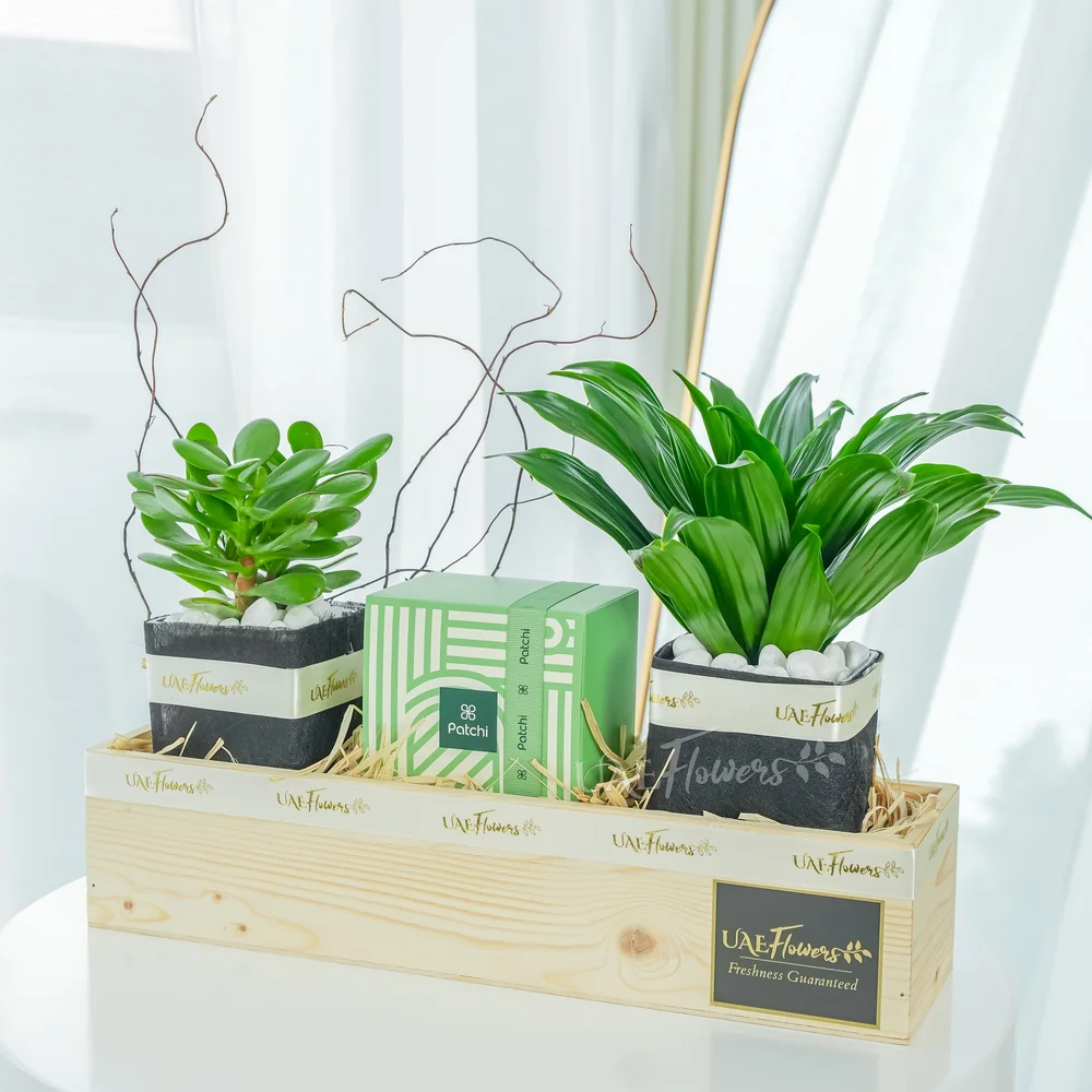Patchi & Plants Hamper