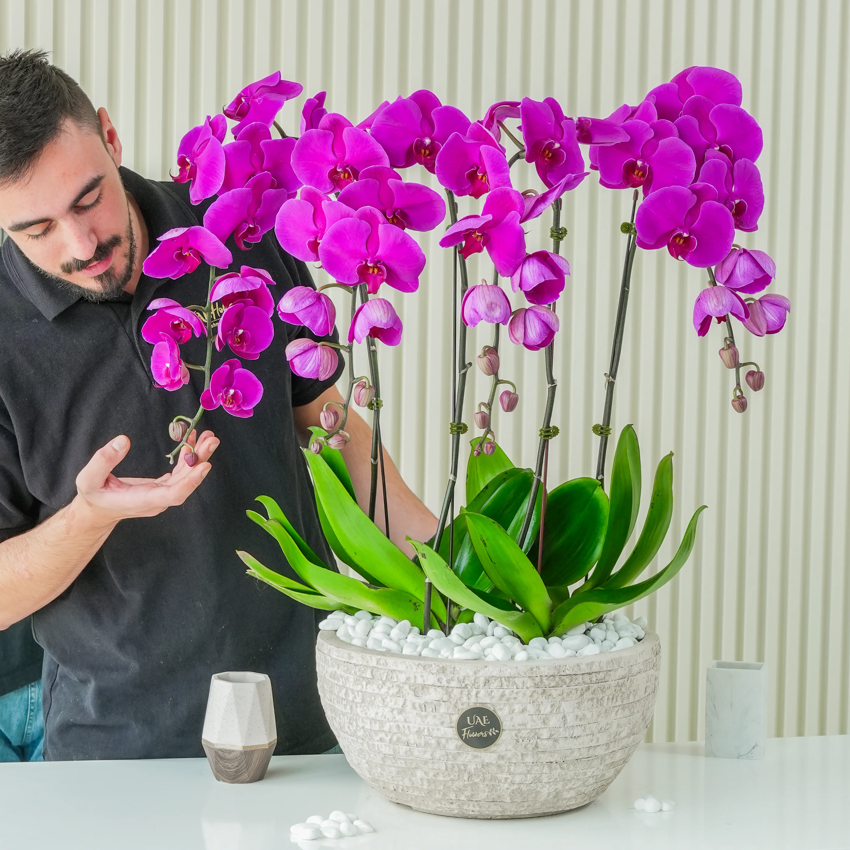 dark pink Phalaenopsis orchid plant in a nice pot