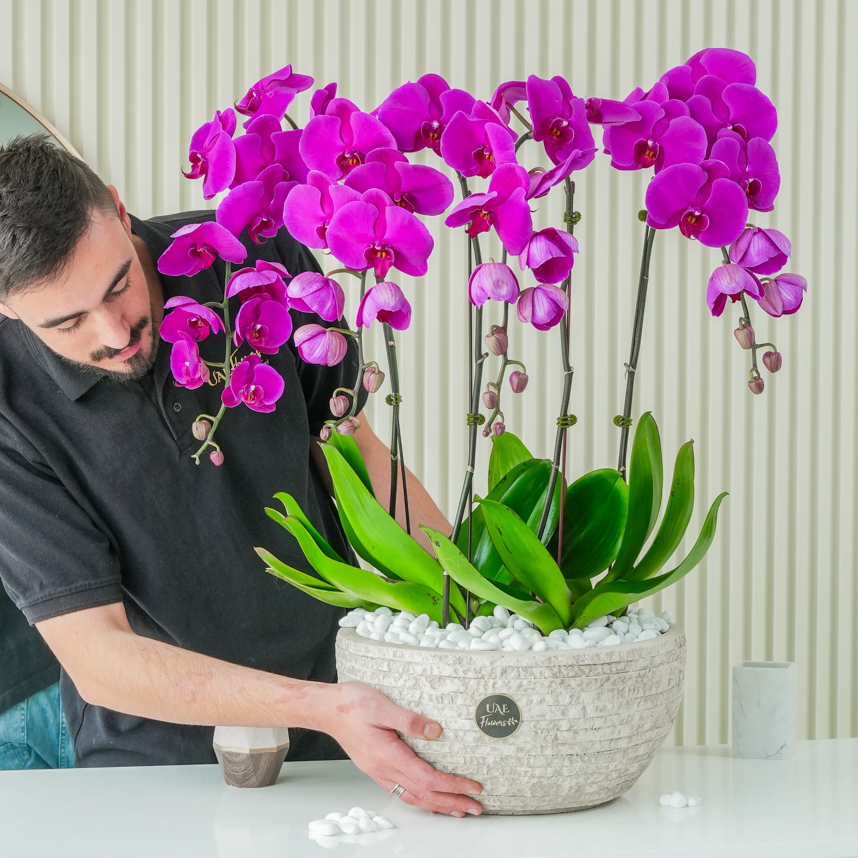 dark pink Phalaenopsis orchid plant in a nice pot