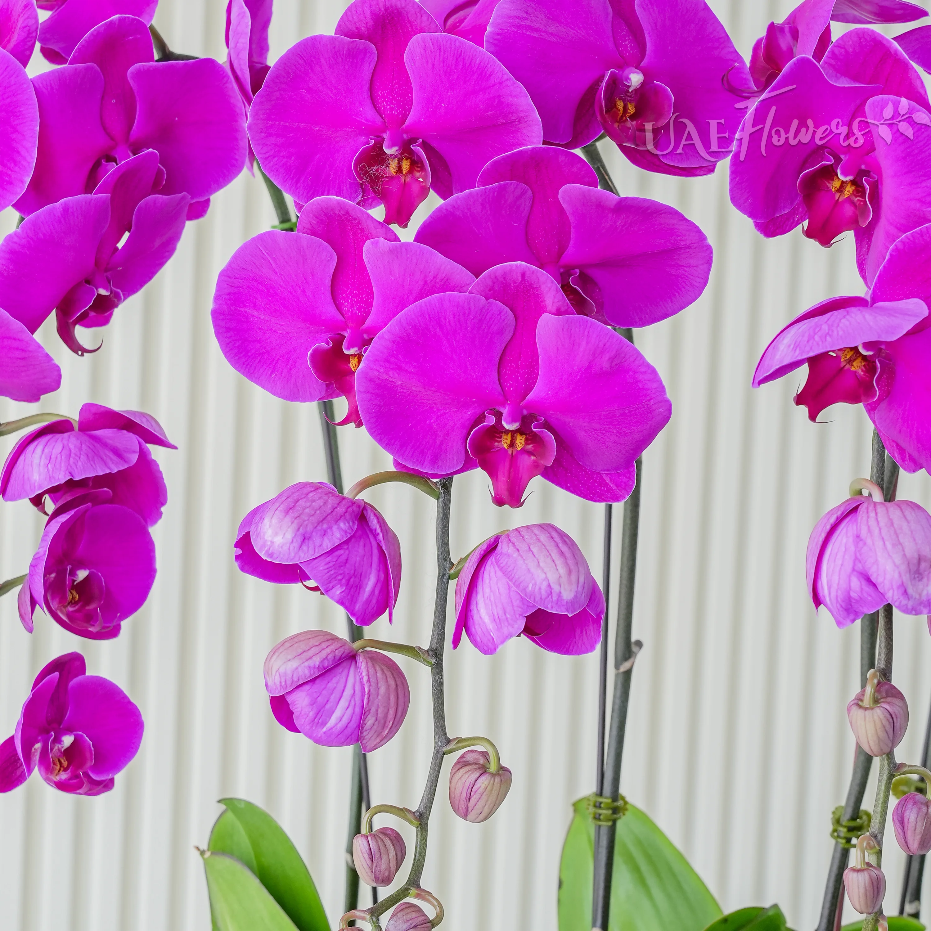 dark pink Phalaenopsis orchid plant in a nice pot