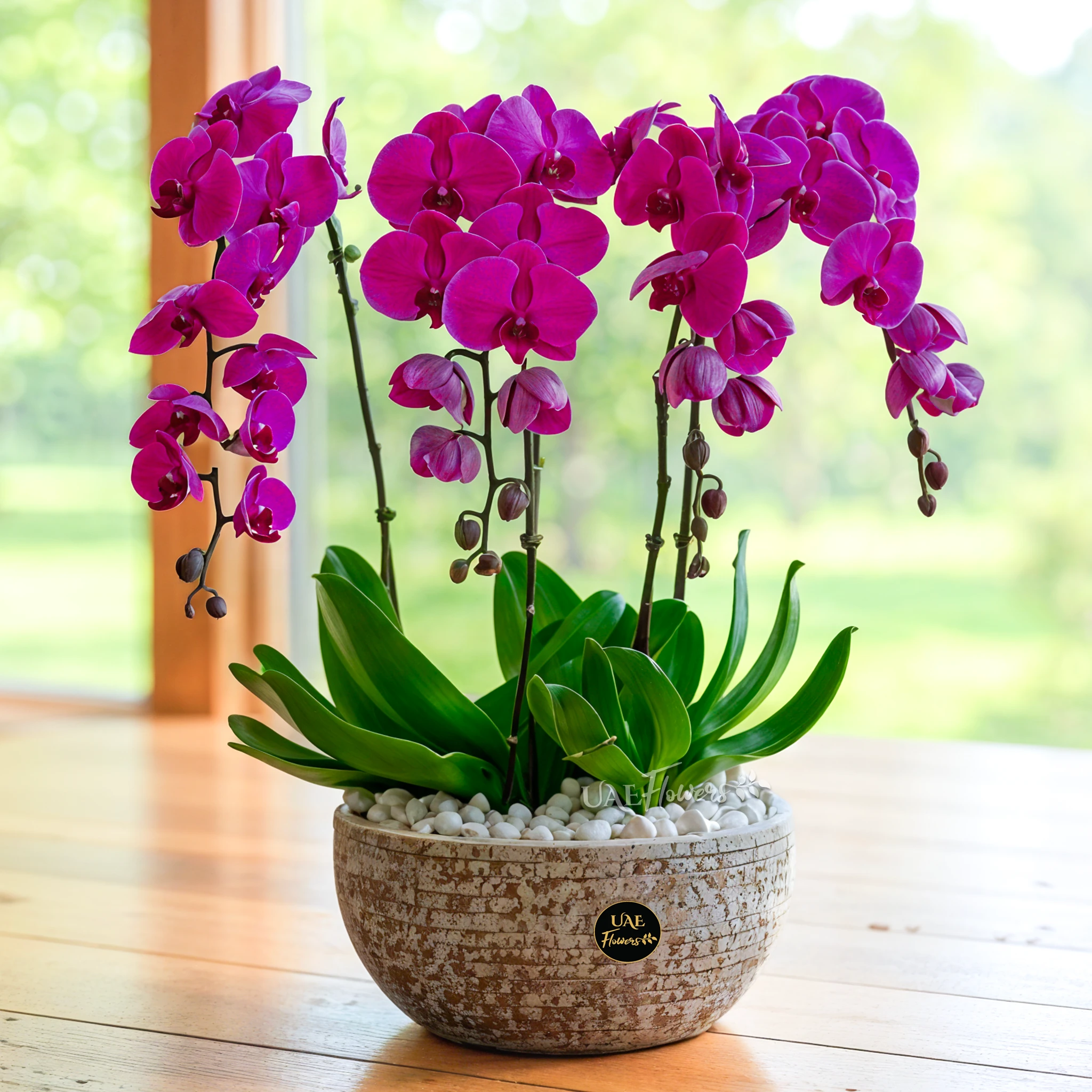 dark pink Phalaenopsis orchid plant in a nice pot