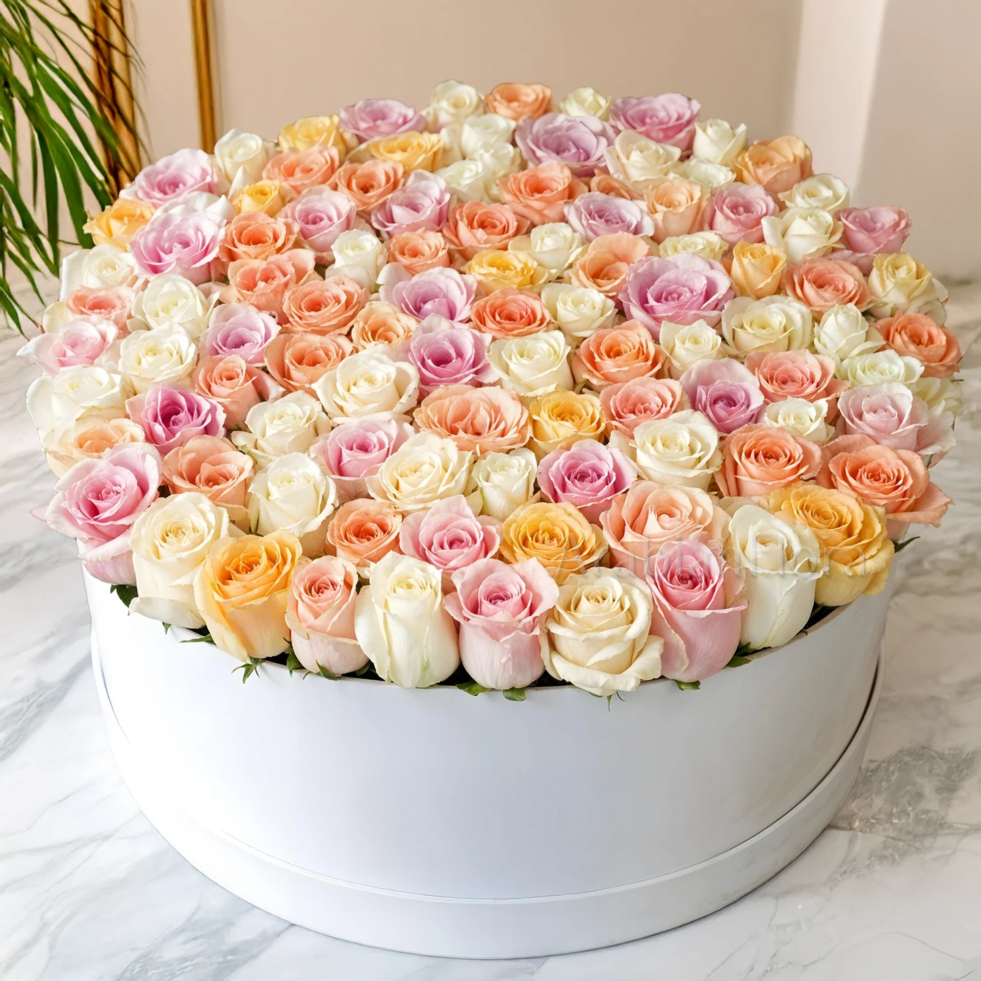 Box arrangement of 120 mixed-colour pastel roses.