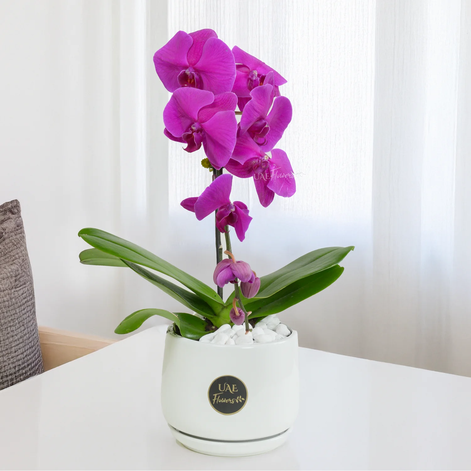 Purple Phalaenopsis Orchid Plant