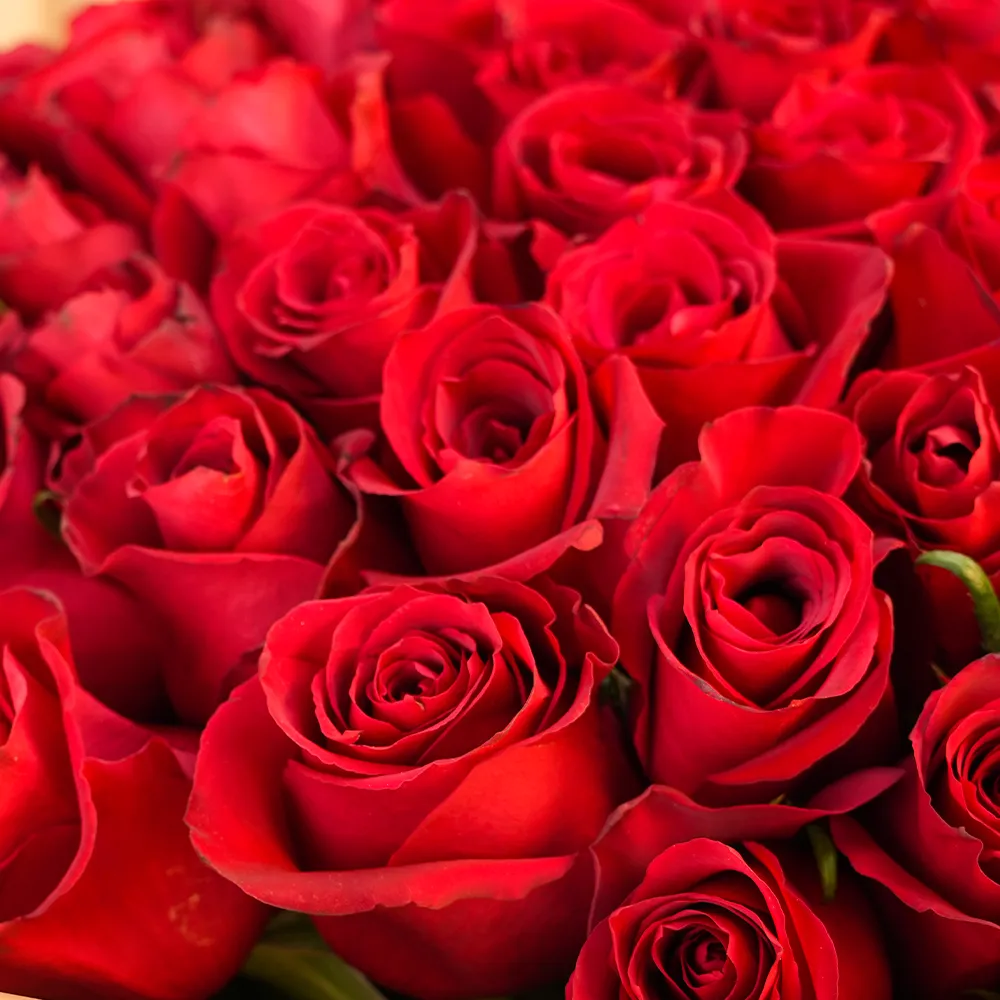 Bouquet of 100 red roses
