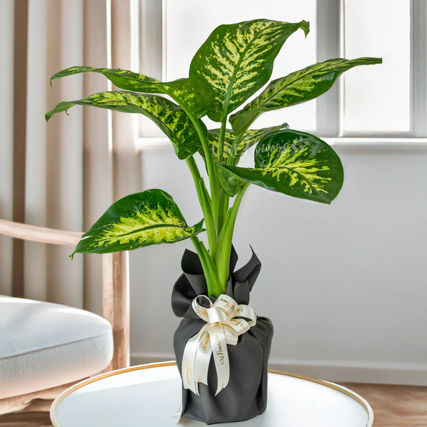 Delightful Dieffenbachia Plant.