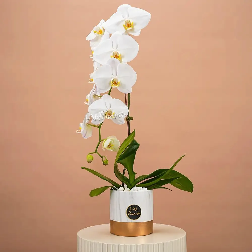 1 Stem of White Phalaenopsis Orchid Plant.