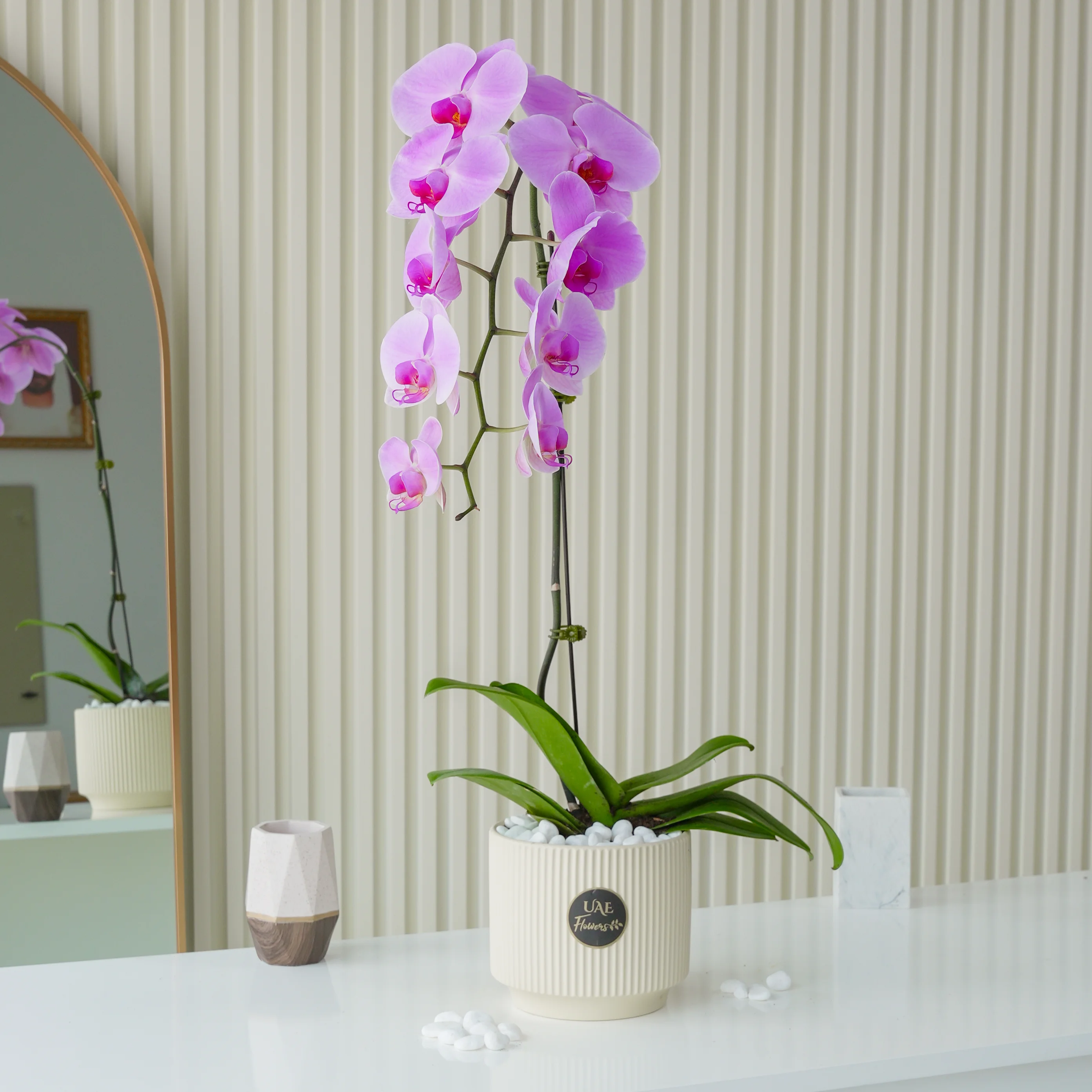 Pink Phalaenopsis Orchid Plant