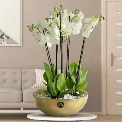 5 stems of White Phalaenopsis Orchid Plant in a nice Golden pot