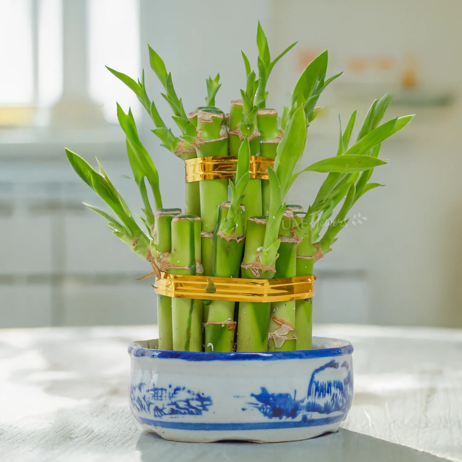 2 Layer Lucky Bamboo Plant