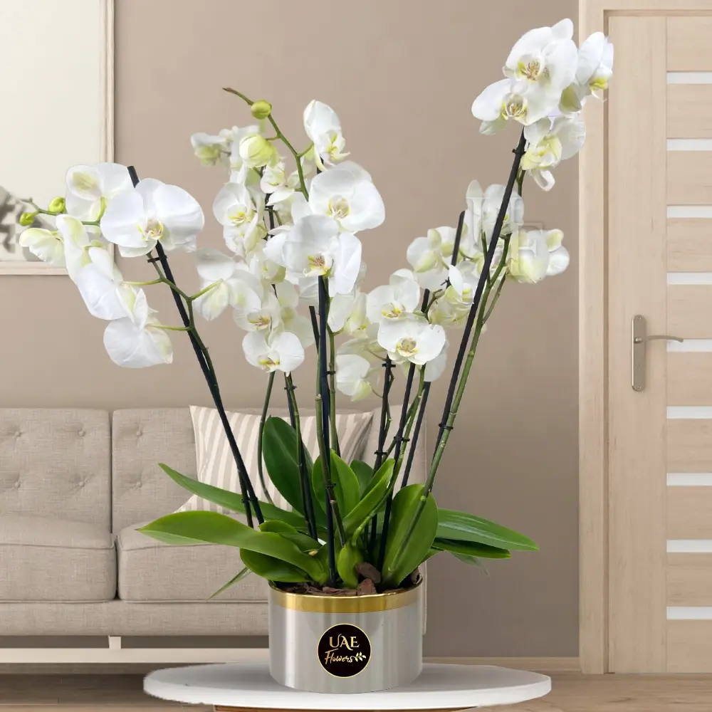White Phalaenopsis orchid plant in a nice pot.