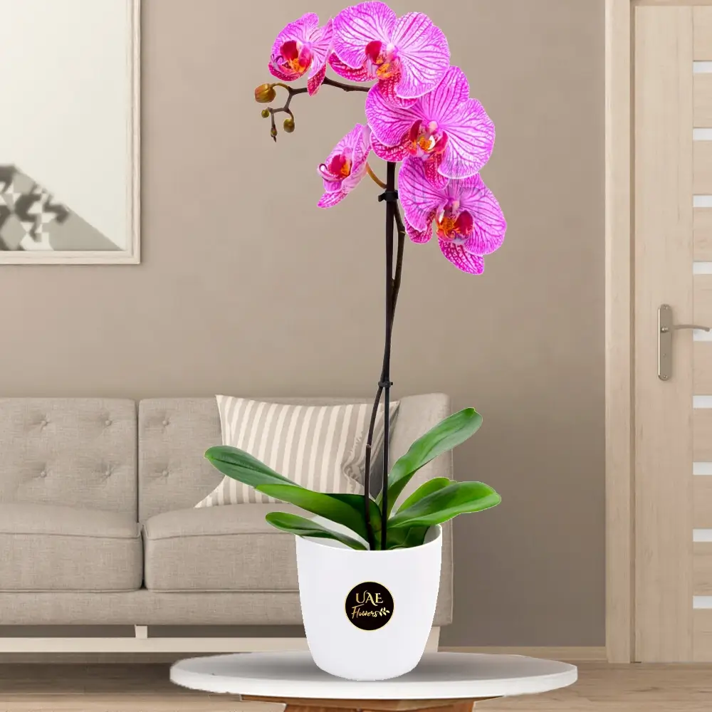 Dark Pink Phalaenopsis Orchid Plant in Nice Pot