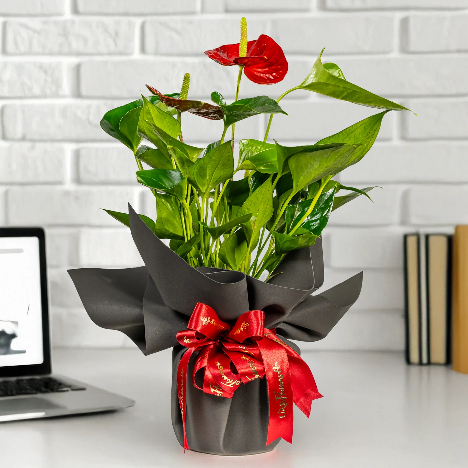 Red Anthurium Plant in Pot.
