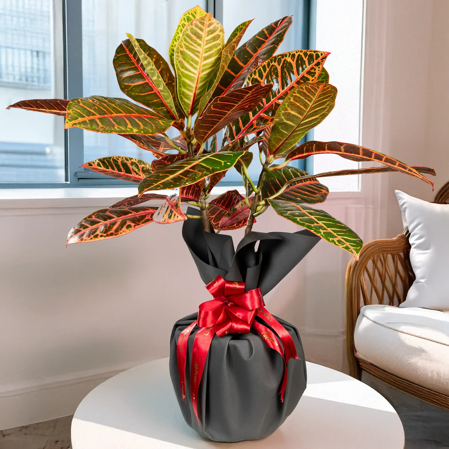 Colorful Croton Plant