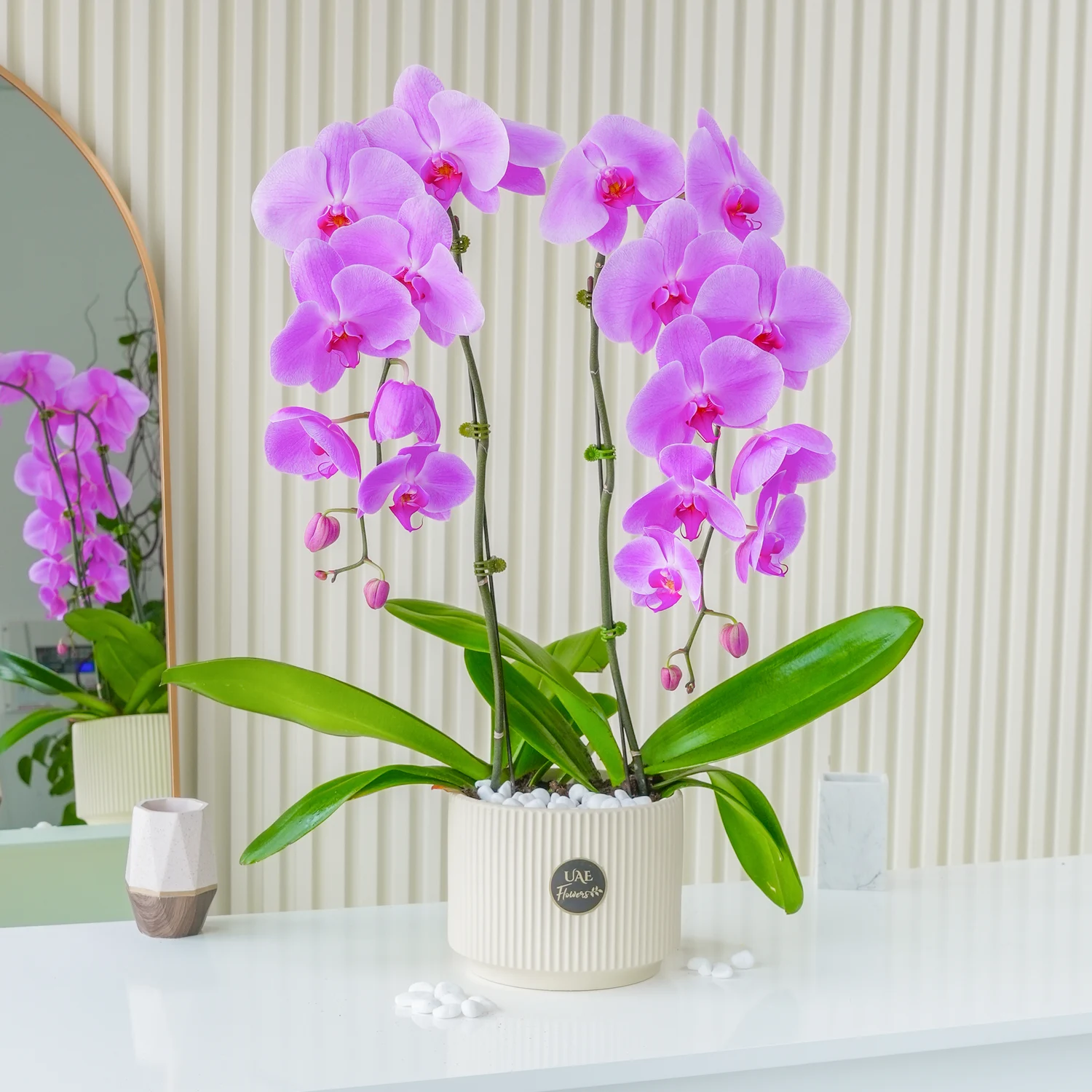 Phalaenopsis orchid plant in a nice pot.