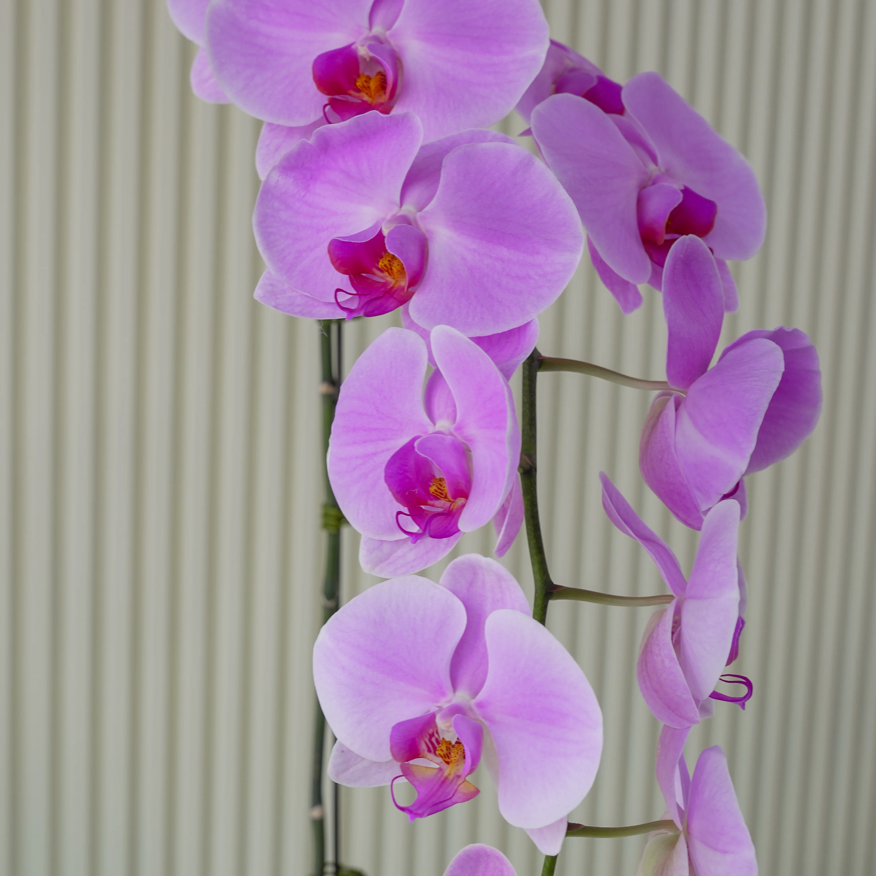 Pink Phalaenopsis Orchid Plant