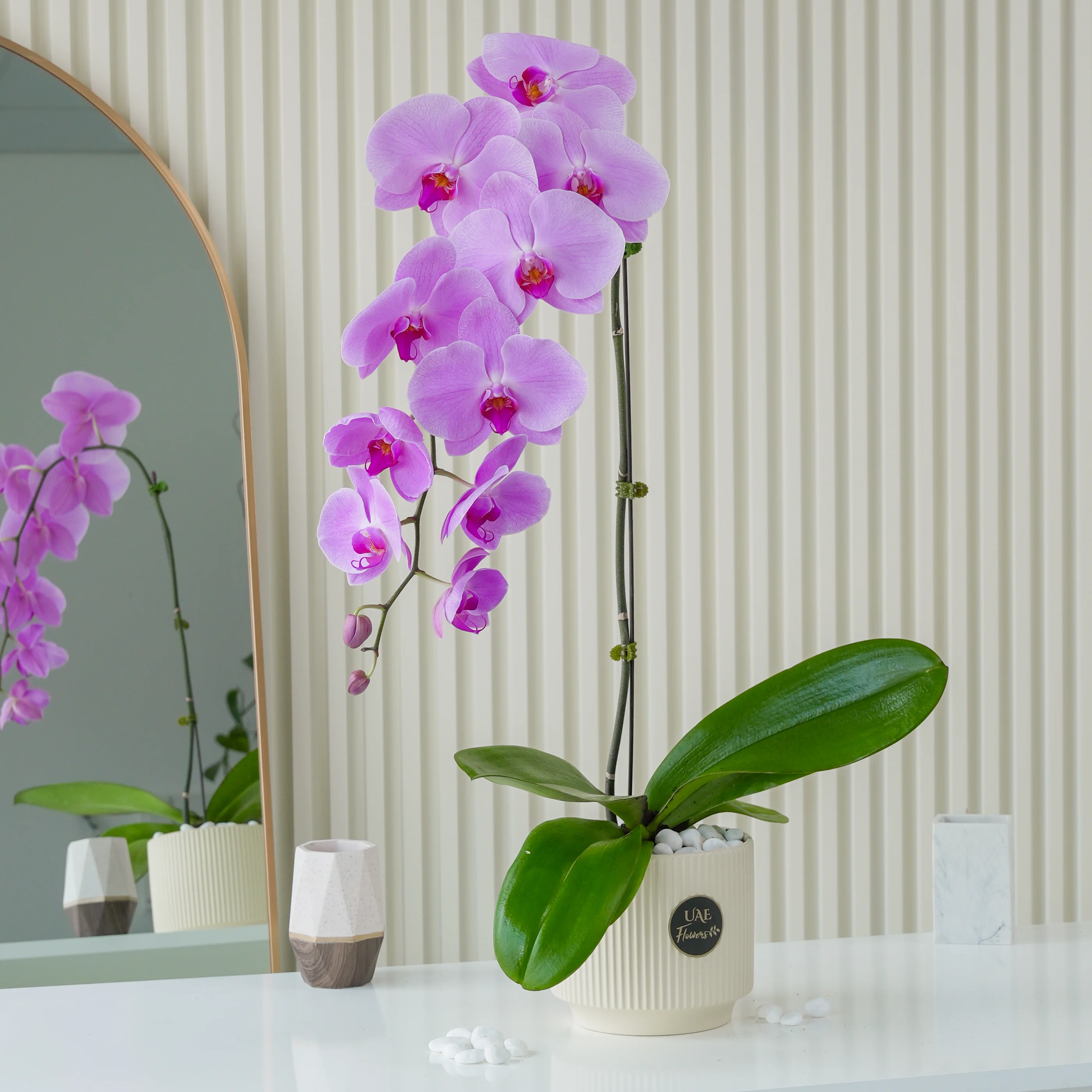 Pink Phalaenopsis Orchid Plant