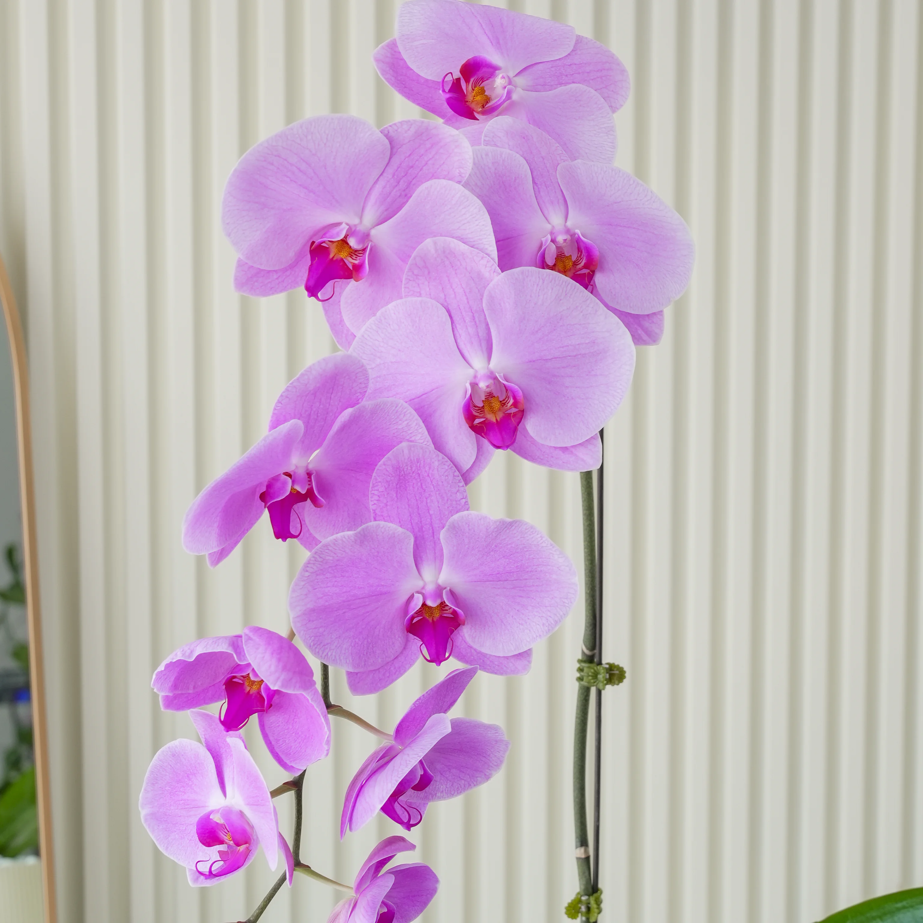 Pink Phalaenopsis Orchid Plant