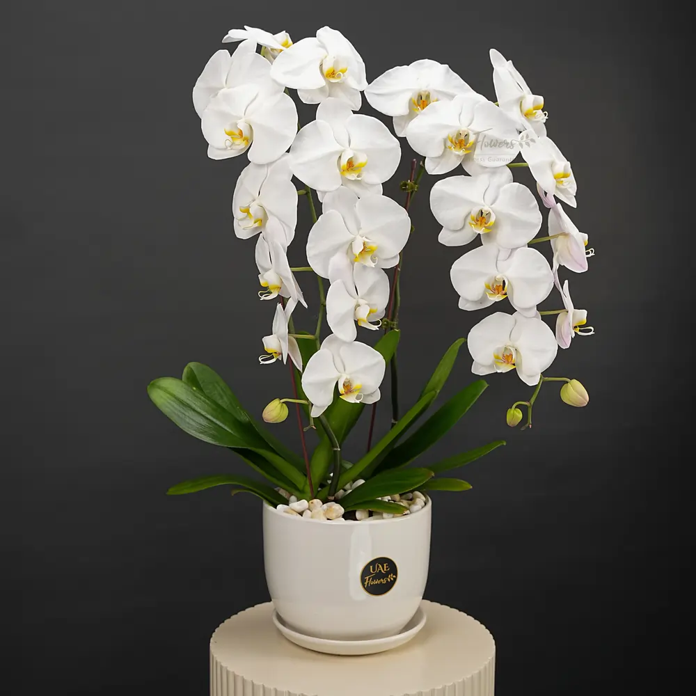 2 stems of white Phalaenopsis orchid plant in a nice pot
