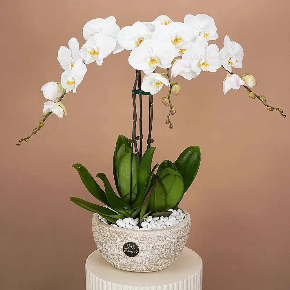 3 stem White Phalaenopsis Orchid in a Nice pot