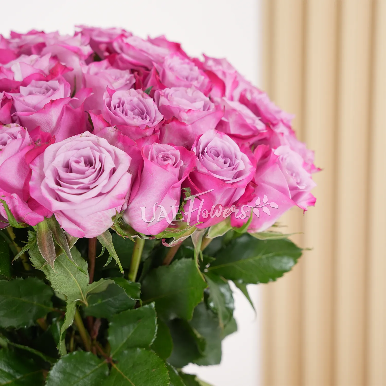 A vase arrangement of 40 purple roses with green filler and tied with pink ribbons.