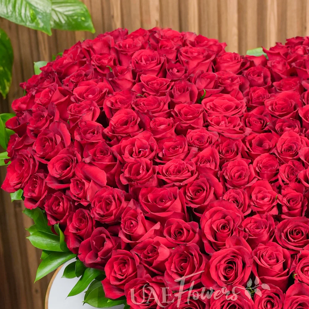 Heart Shaped arrangement of 100 Red Roses with fillers