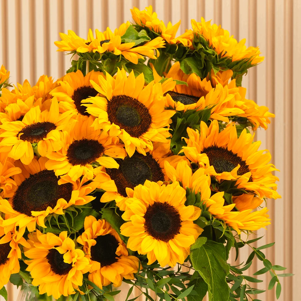 25 stems of bright yellow sunflowers in a glass vase.