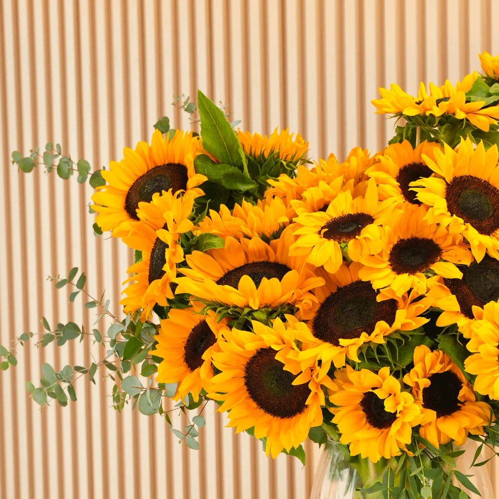 25 stems of bright yellow sunflowers in a glass vase.