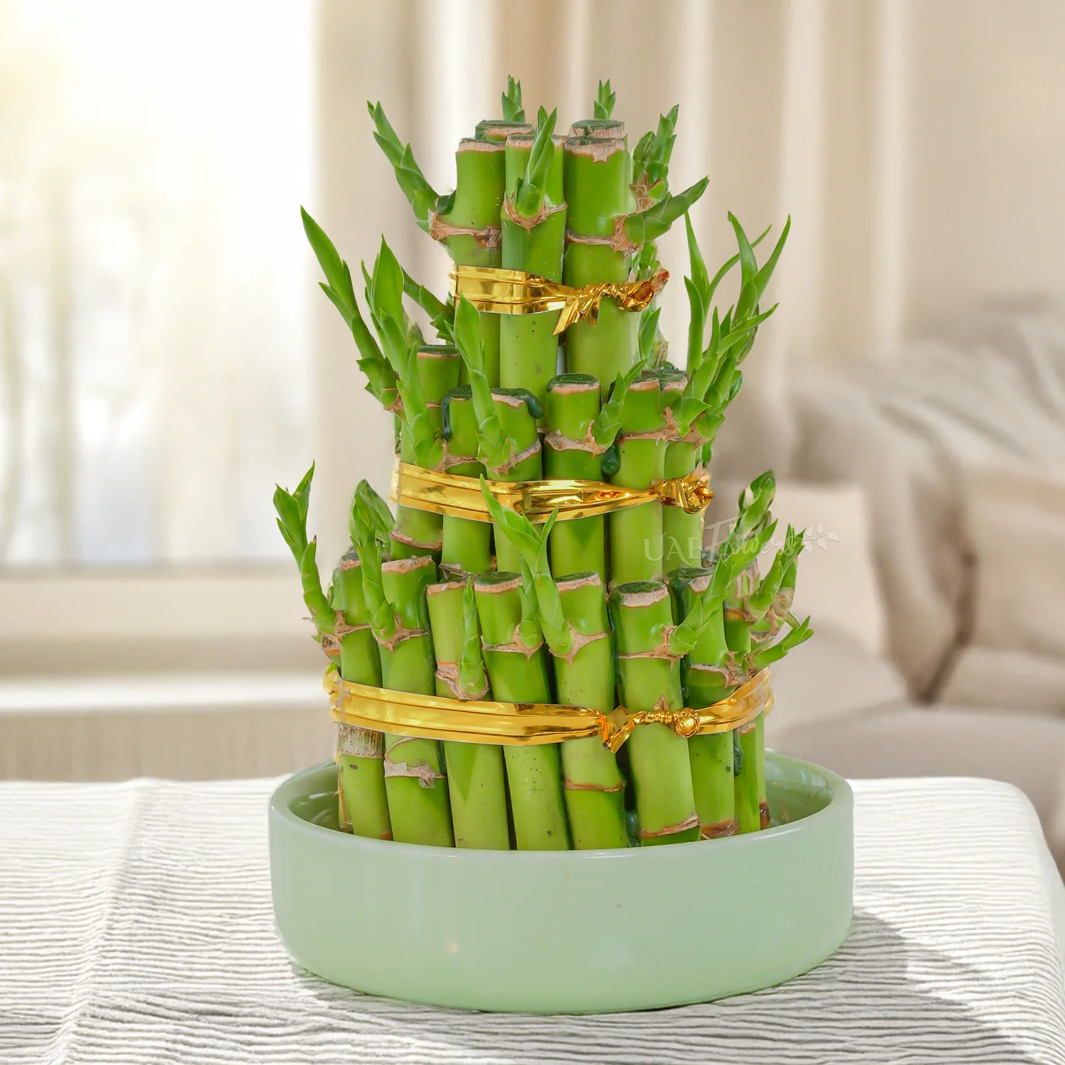 3 Layer Lucky Bamboo plant in pot