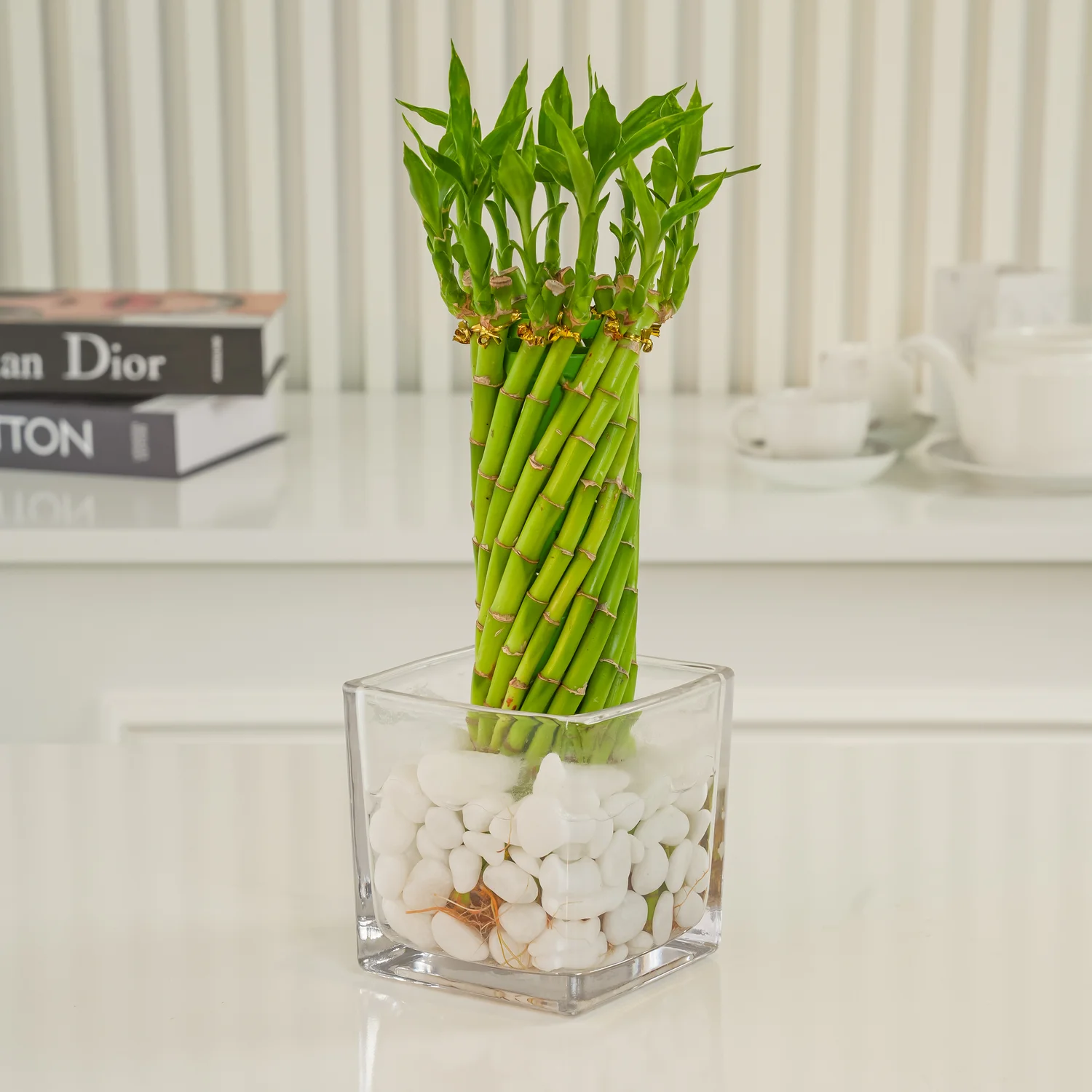 Lucky Wheel Bamboo Plant in vase