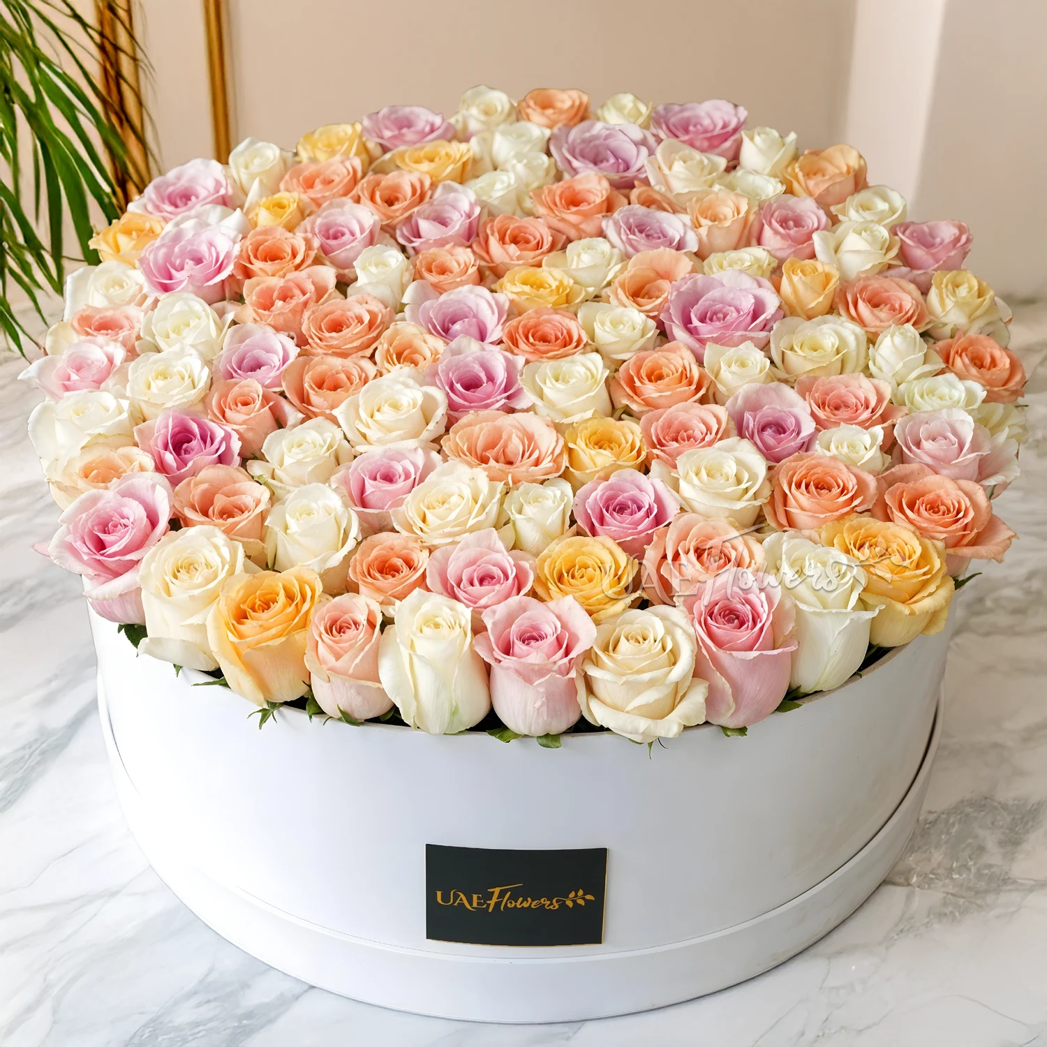 Box arrangement of 120 mixed-colour pastel roses.