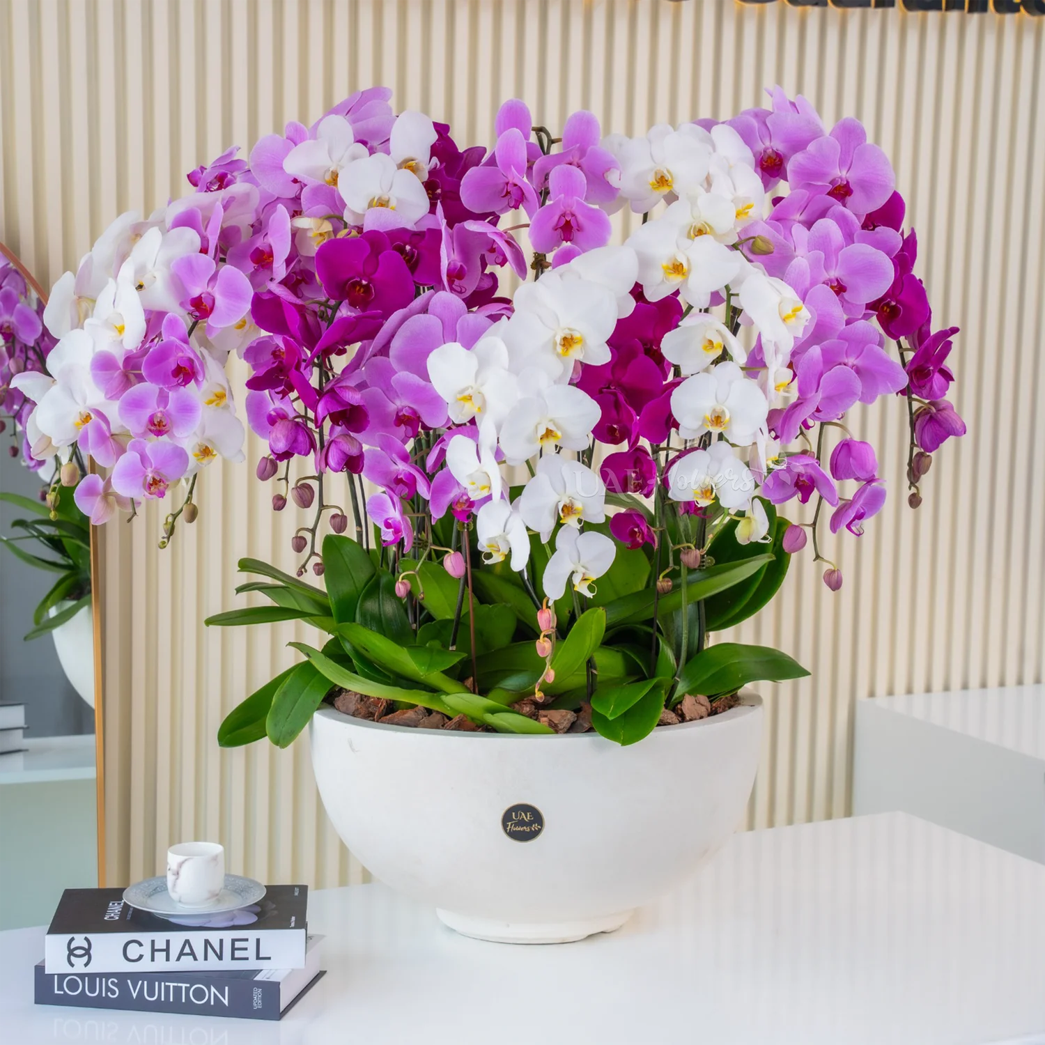 Dark Pink, Pink & White Phalaenopsis orchid plant in a nice pot.