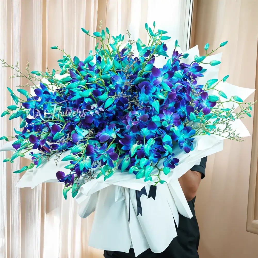 Bouquet of 80 blue orchids with fillers in white wrapping paper tied with blue ribbons.
