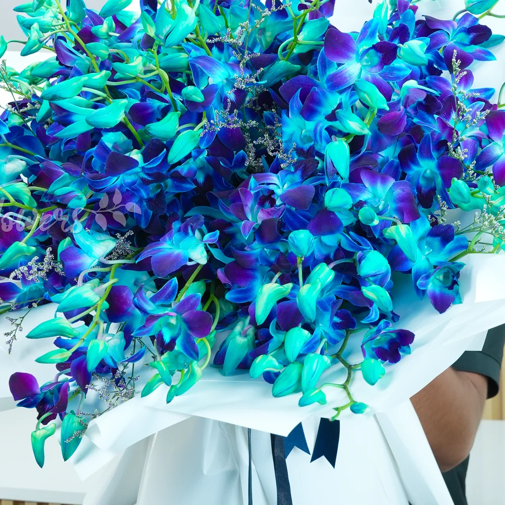 Bouquet of 80 blue orchids with fillers in white wrapping paper tied with blue ribbons.