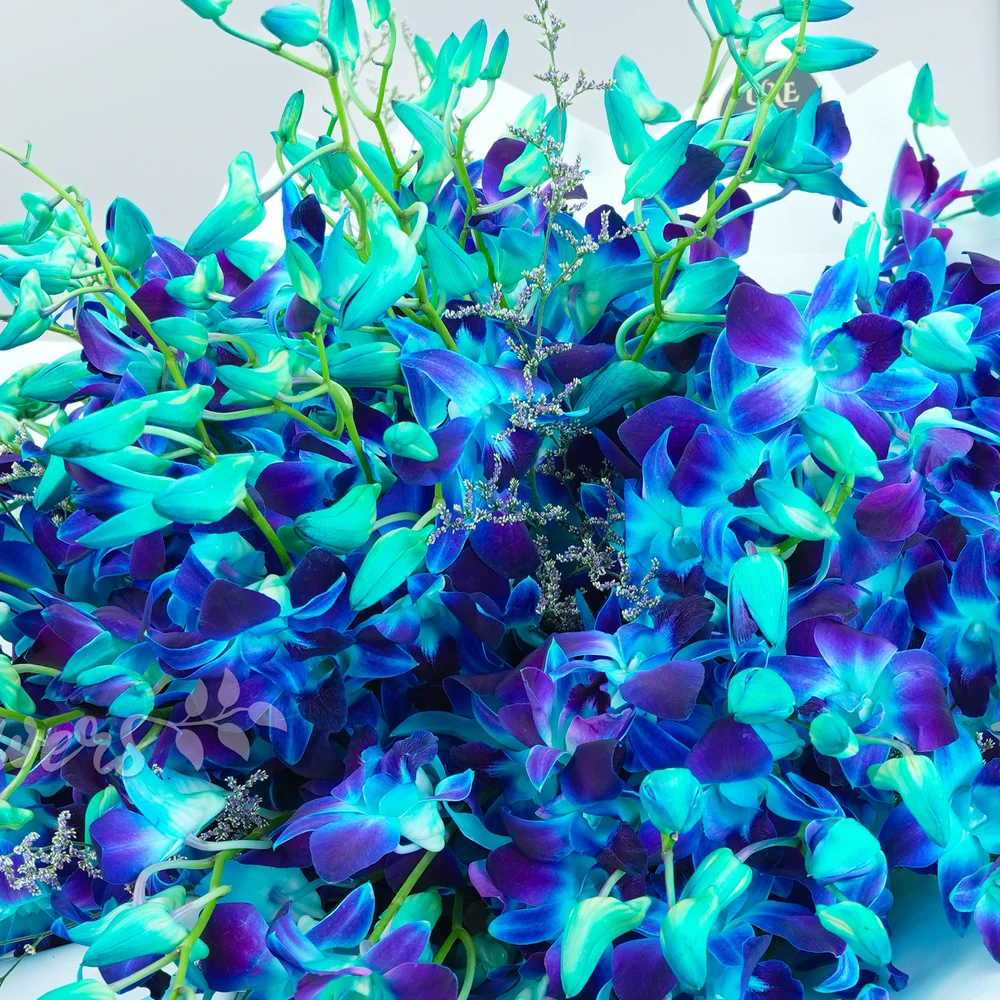 Bouquet of 80 blue orchids with fillers in white wrapping paper tied with blue ribbons.