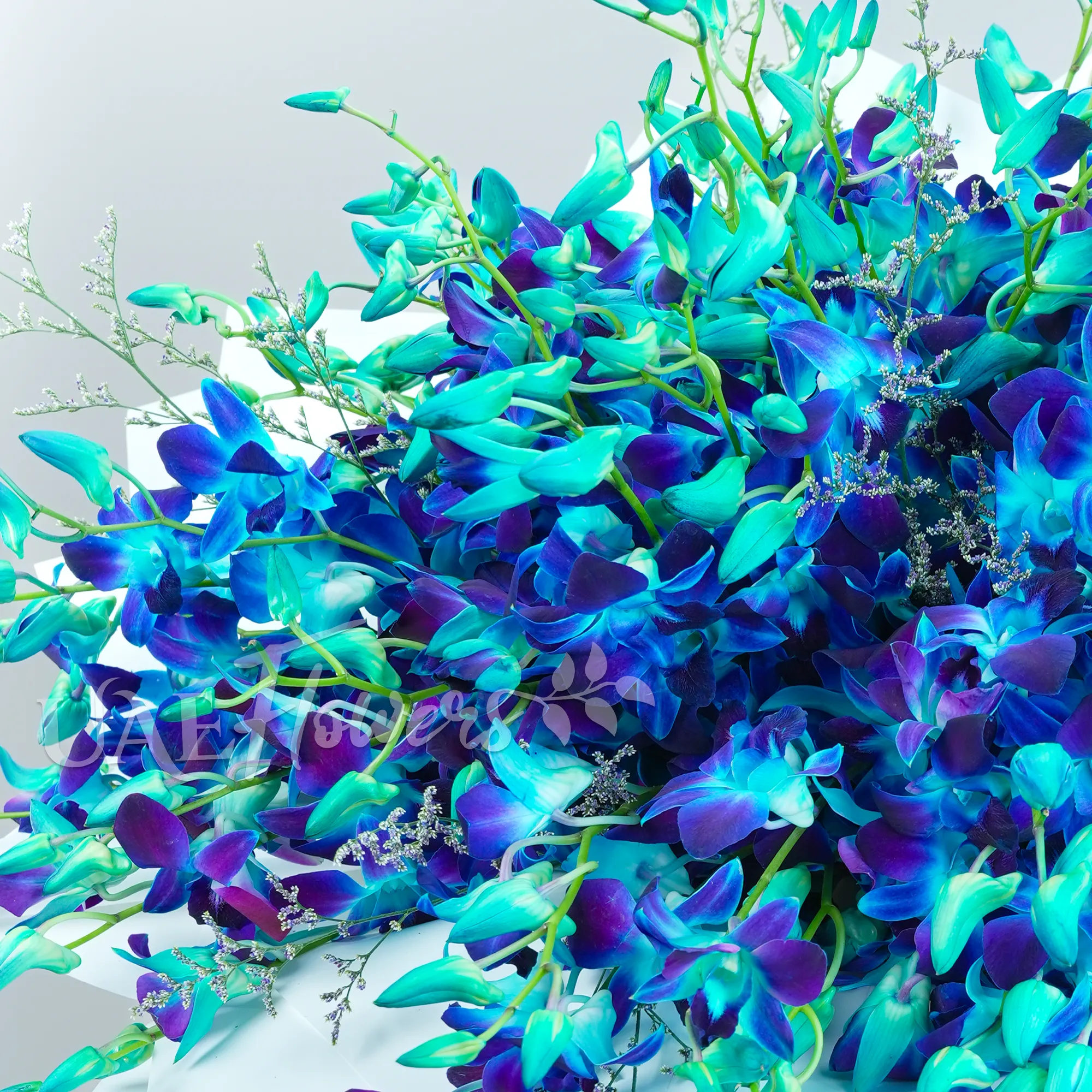 Bouquet of 80 blue orchids with fillers in white wrapping paper tied with blue ribbons.