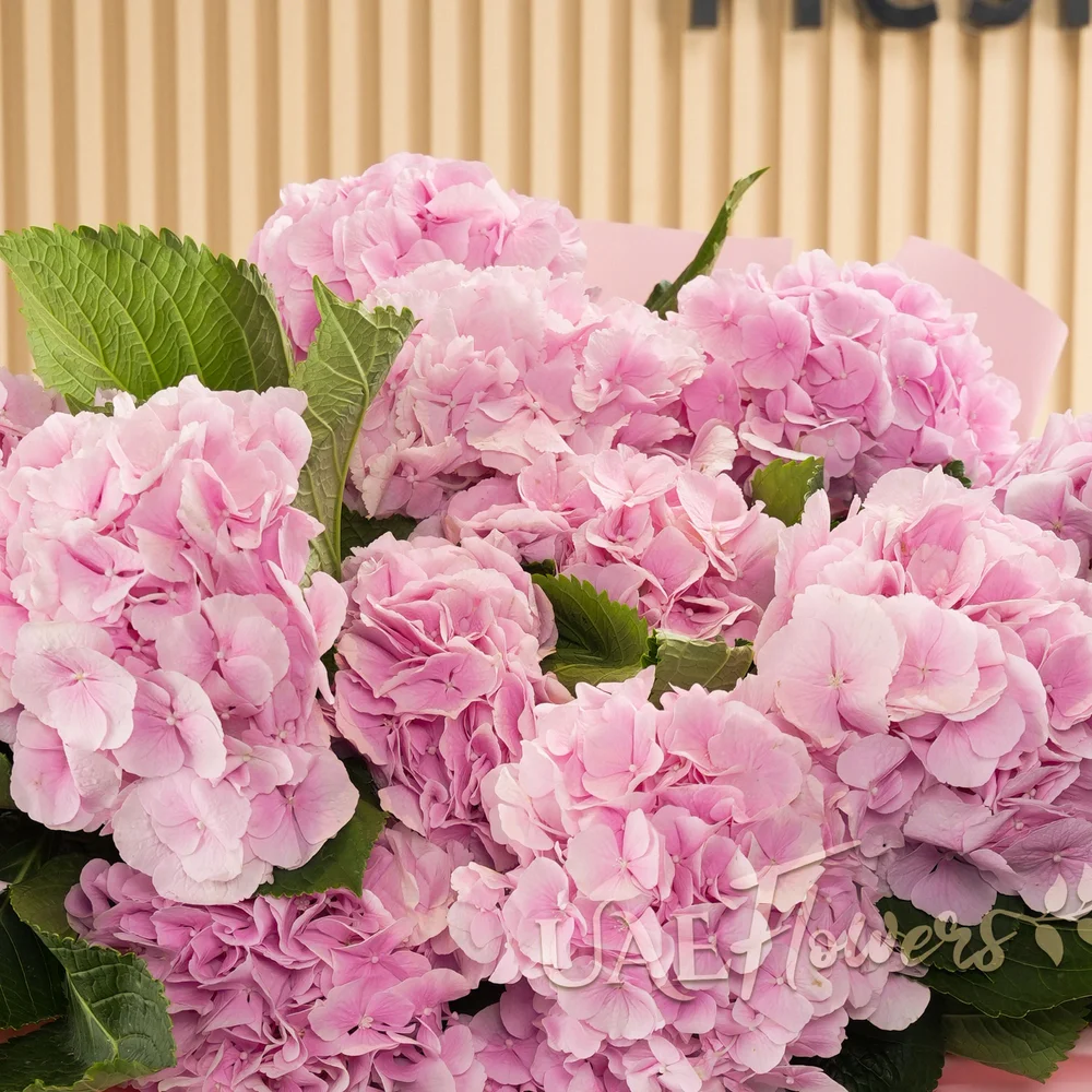 Bouquet of 12 pink hydrangeas with green fillers