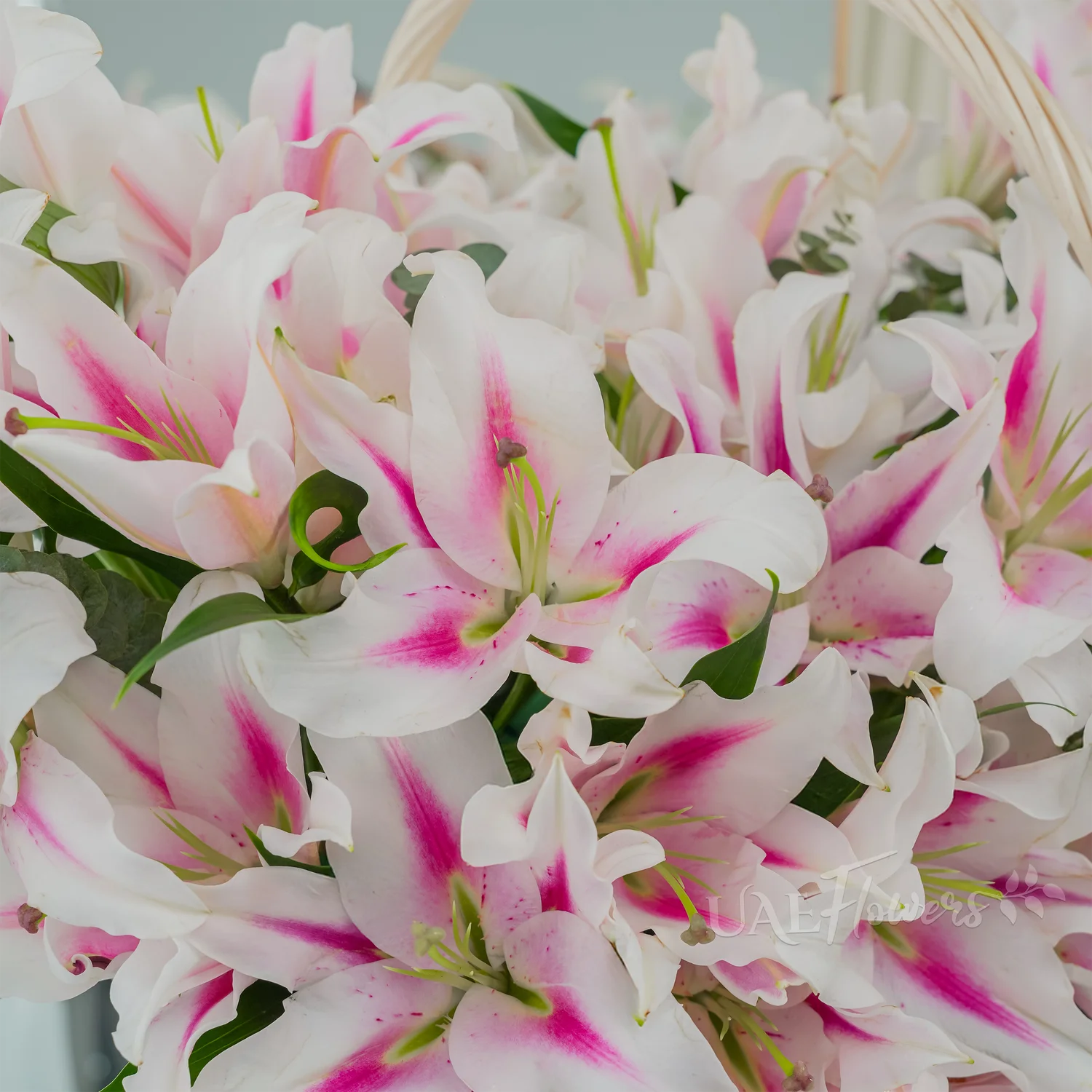 A basket of 30 pink lilies with green fillers.