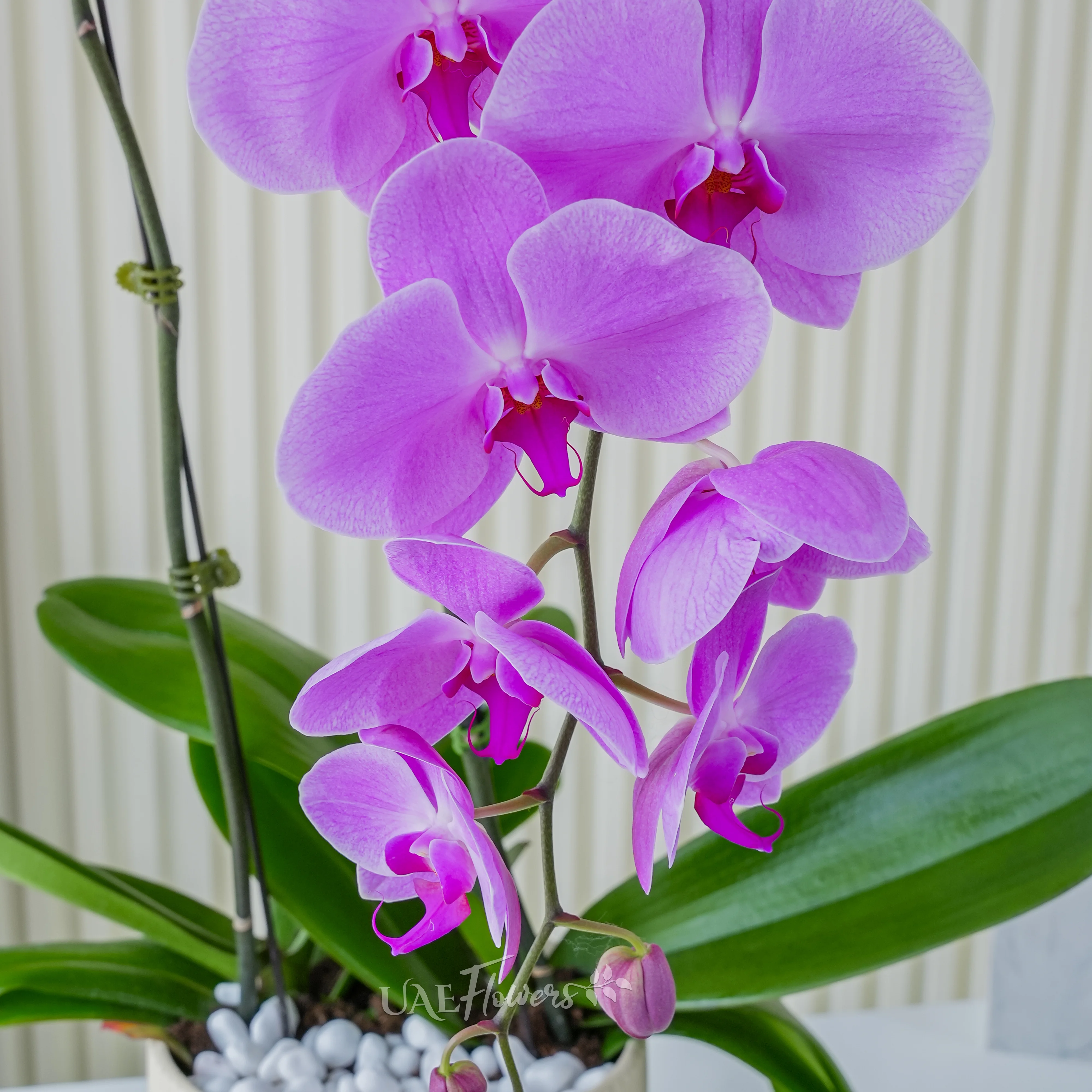Phalaenopsis orchid plant in a nice pot.