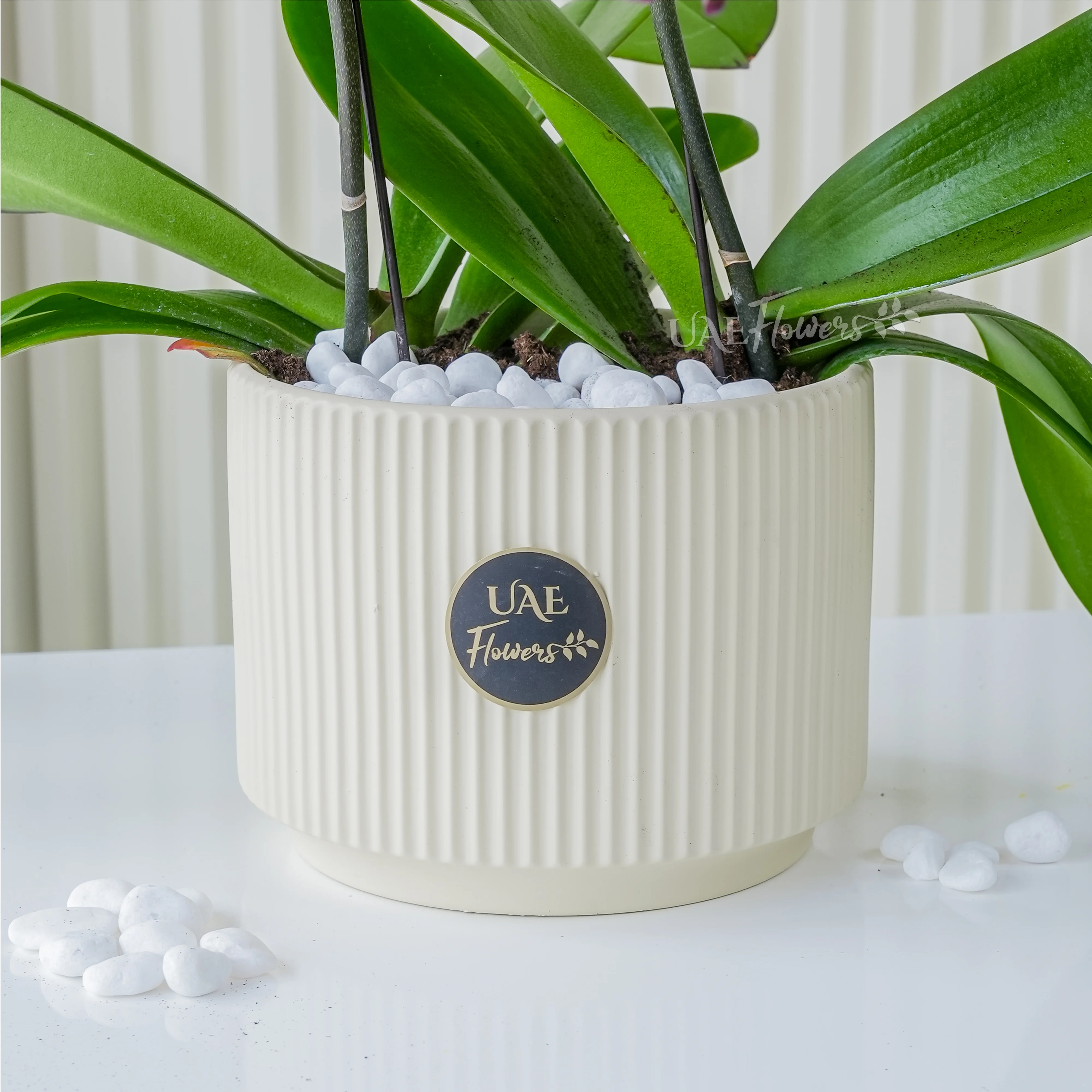 Phalaenopsis orchid plant in a nice pot.
