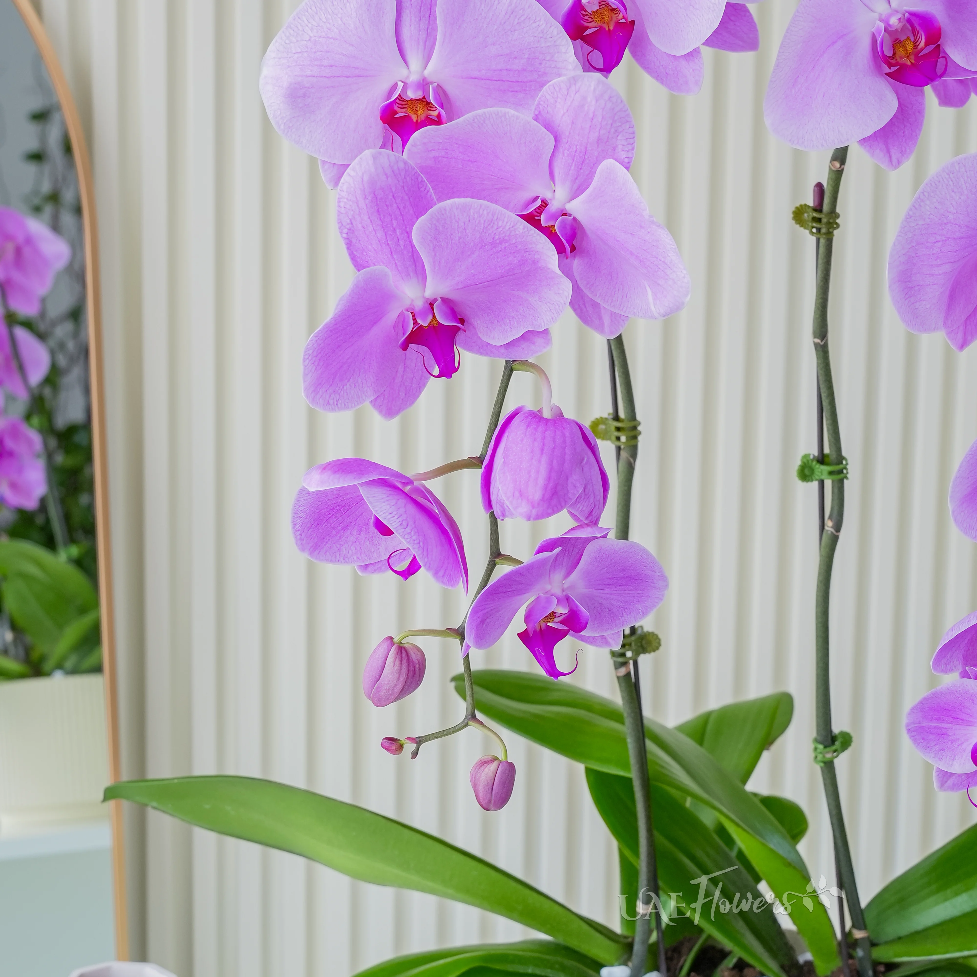 Phalaenopsis orchid plant in a nice pot.