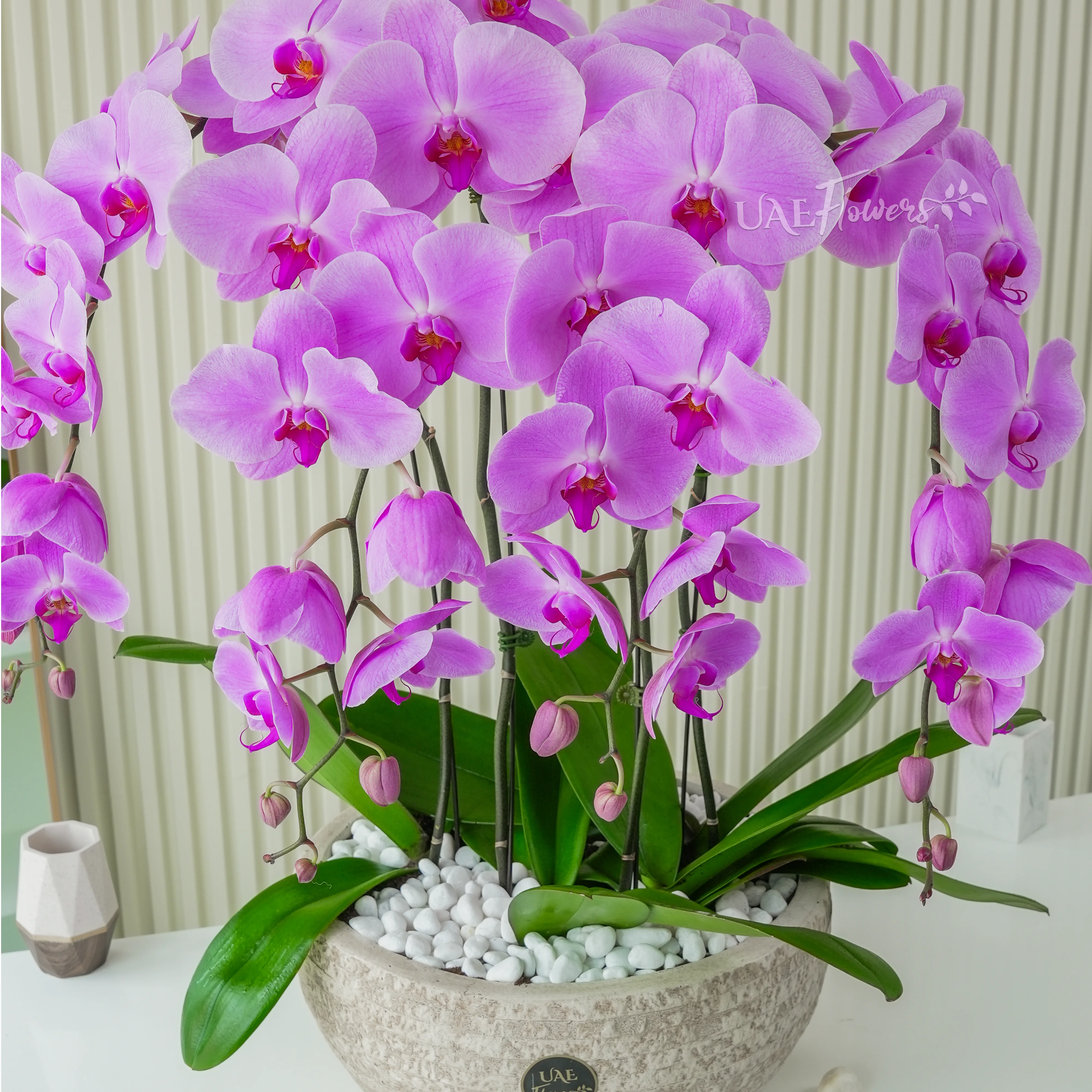 4 stems of Pink Phalaenopsis orchid plant in a nice pot.