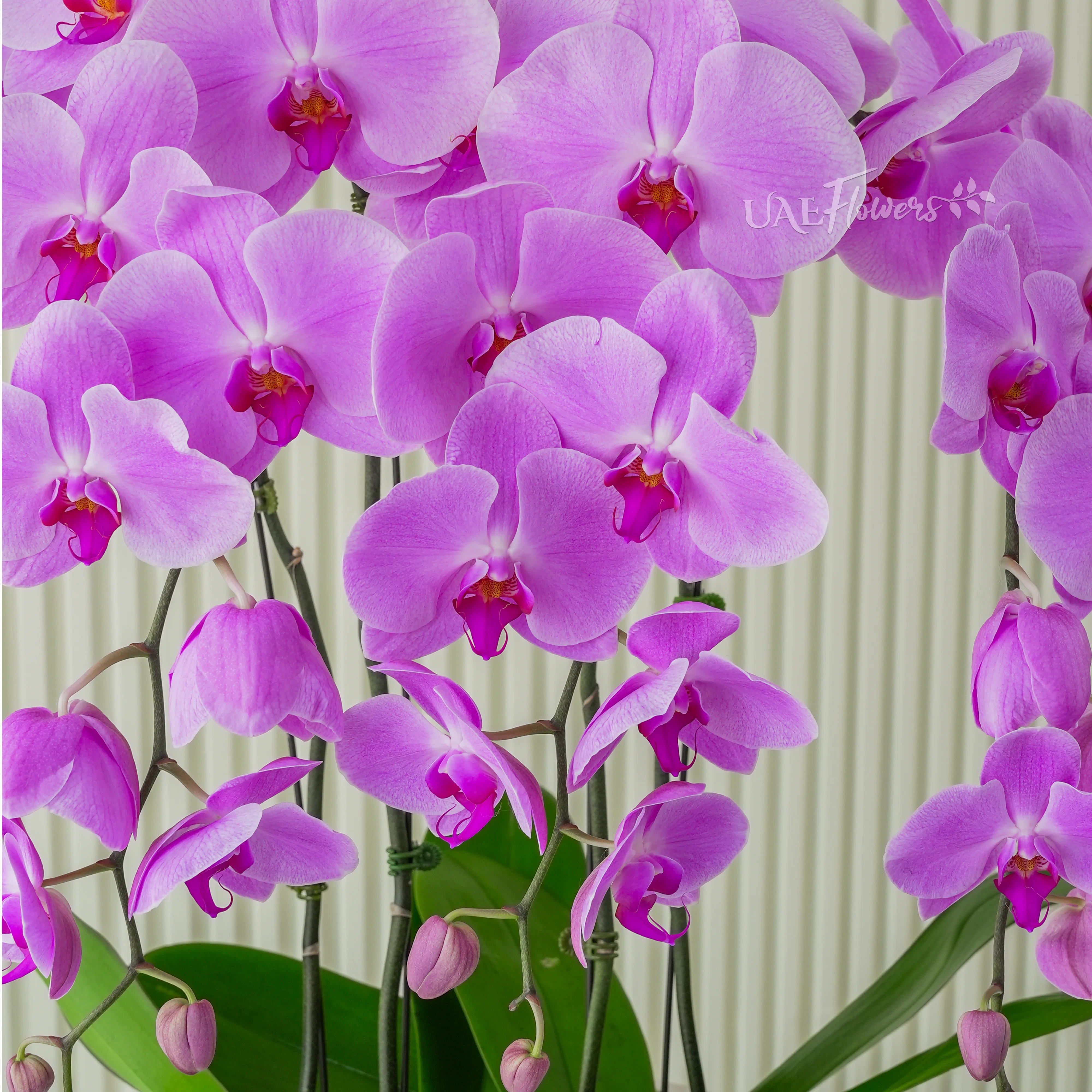 4 stems of Pink Phalaenopsis orchid plant in a nice pot.