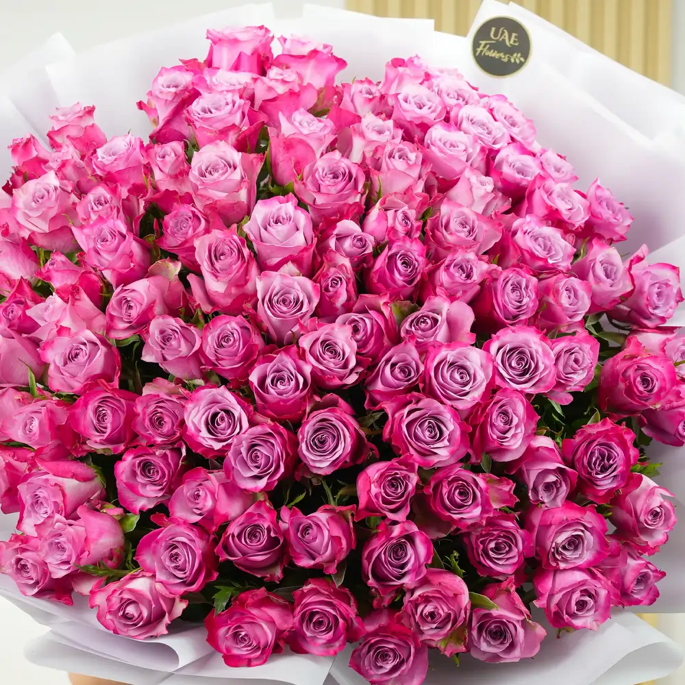 Bouquet of 100 purple roses with fillers in a white wrapping tied with ribbons.