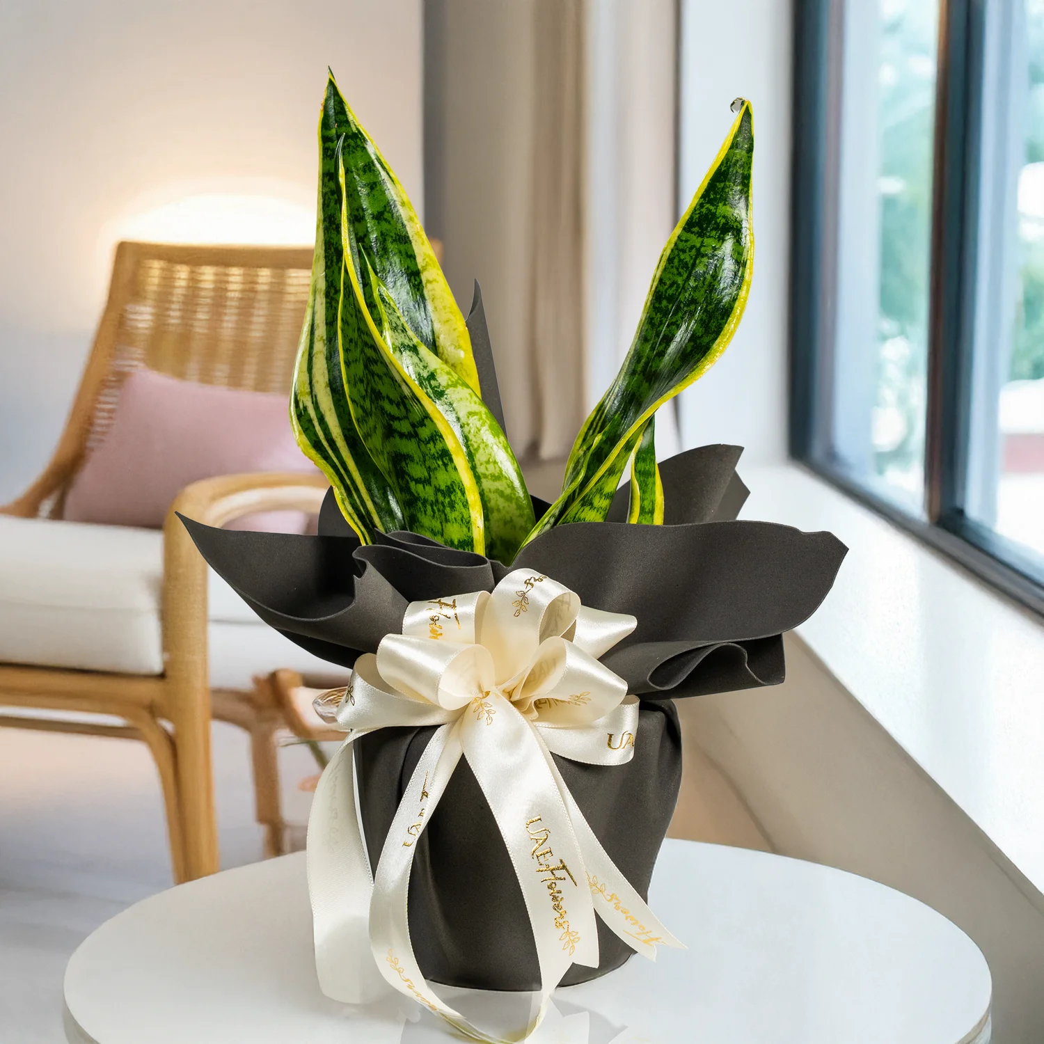Snake plant in a pot