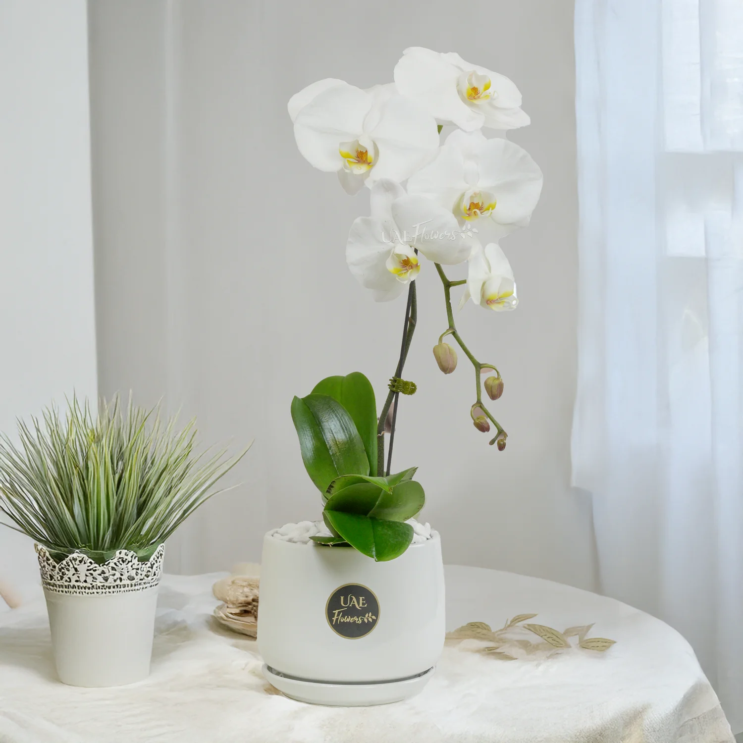 White Phalaenopsis Orchid Plant in Glass Vase