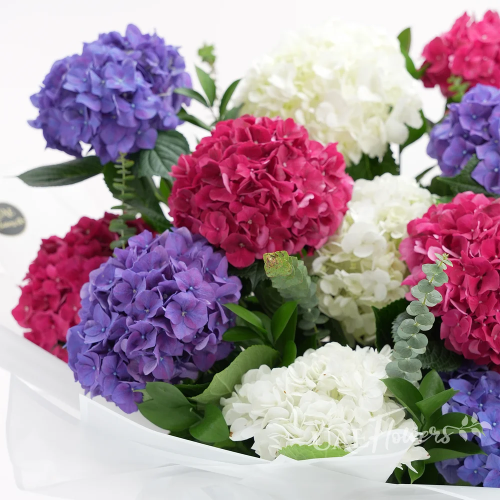 Bouquet of 4 red hydrangeas, 4 white hydrangeas and 4 purple hydrangeas with fillers in white paper packing with ribbons.