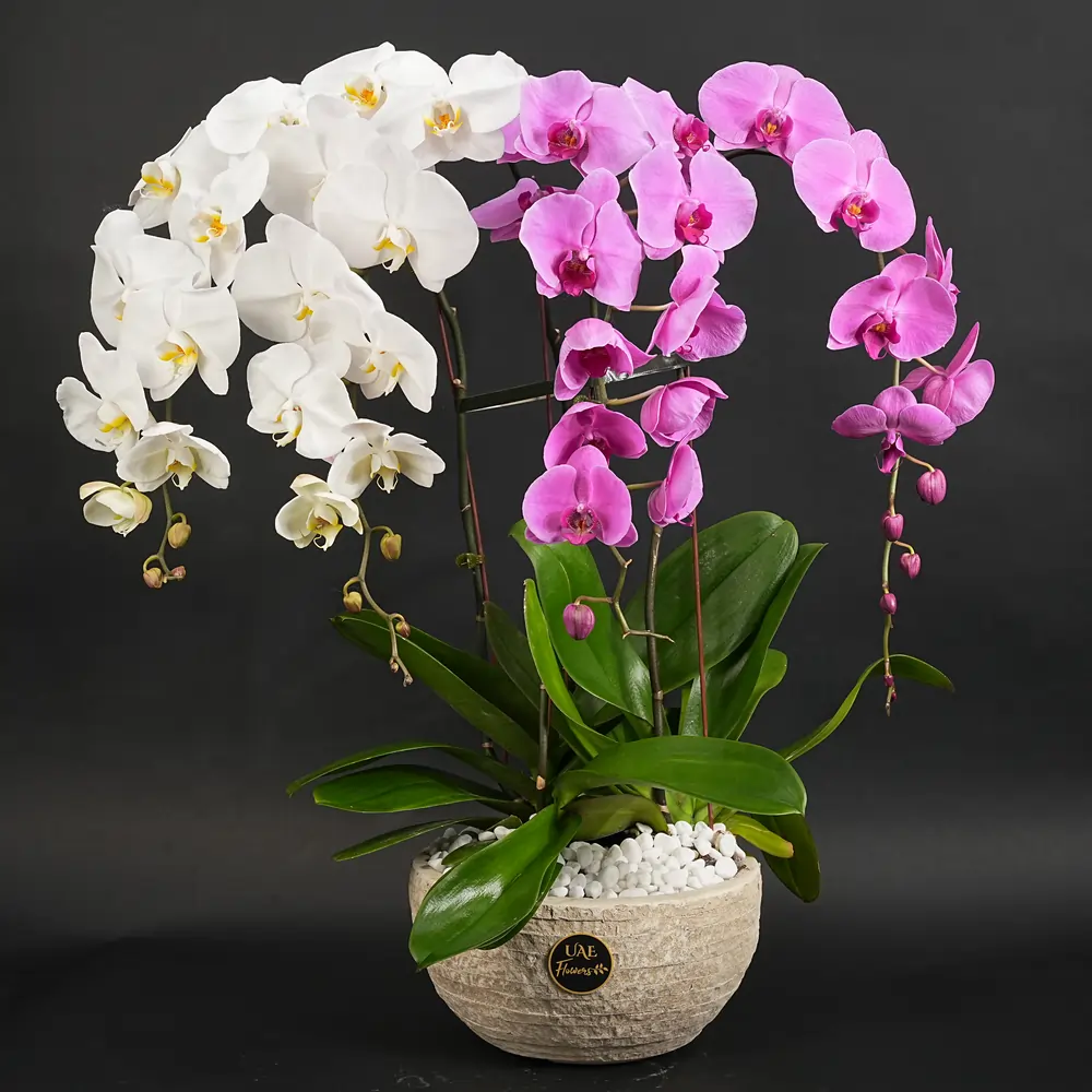 Pink & White stems orchid plant in a pot